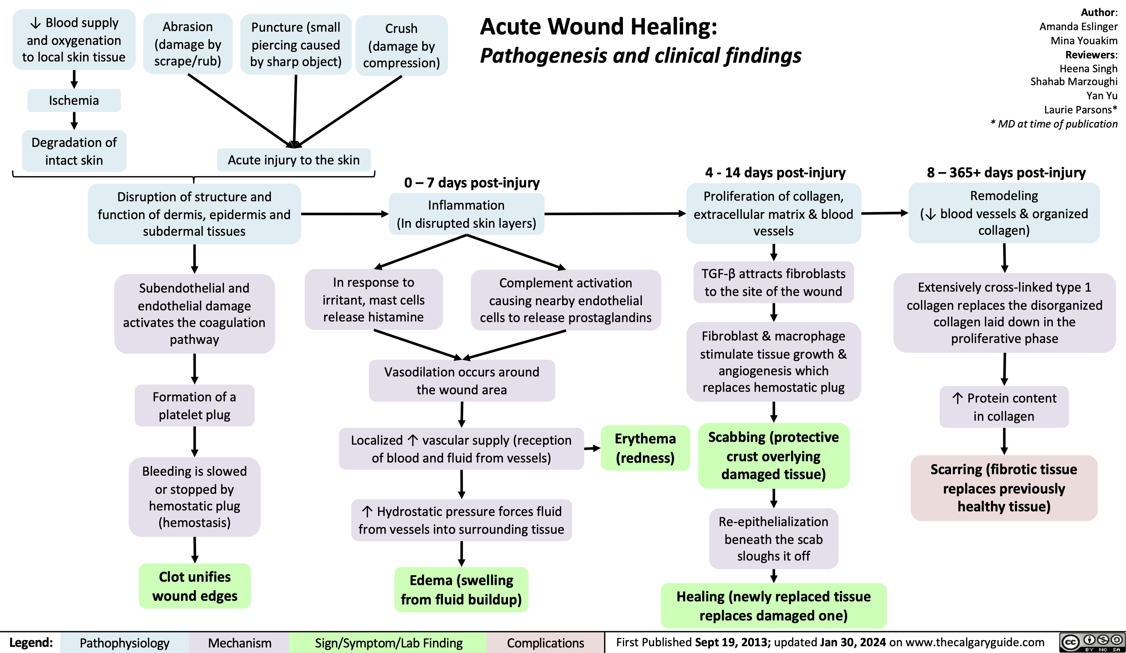   ↓ Blood supply and oxygenation to local skin tissue
Ischemia
Degradation of intact skin
Abrasion (damage by scrape/rub)
Puncture (small piercing caused by sharp object)
Acute injury to the skin
Crush (damage by compression)
Acute Wound Healing:
Pathogenesis and clinical findings
Author: Amanda Eslinger Mina Youakim Reviewers: Heena Singh Shahab Marzoughi Yan Yu Laurie Parsons* * MD at time of publication
8 – 365+ days post-injury
Remodeling
(↓ blood vessels & organized collagen)
Extensively cross-linked type 1 collagen replaces the disorganized
collagen laid down in the proliferative phase
↑ Protein content in collagen
Scarring (fibrotic tissue replaces previously healthy tissue)
            Disruption of structure and function of dermis, epidermis and subdermal tissues
Subendothelial and endothelial damage activates the coagulation pathway
Formation of a platelet plug
Bleeding is slowed or stopped by
hemostatic plug (hemostasis)
Clot unifies wound edges
0 – 7 days post-injury
Inflammation
(In disrupted skin layers)
4 - 14 days post-injury
Proliferation of collagen, extracellular matrix & blood vessels
TGF-β attracts fibroblasts to the site of the wound
Fibroblast & macrophage stimulate tissue growth &
angiogenesis which replaces hemostatic plug
Scabbing (protective crust overlying damaged tissue)
Re-epithelialization beneath the scab sloughs it off
Healing (newly replaced tissue replaces damaged one)
        In response to irritant, mast cells release histamine
Complement activation causing nearby endothelial cells to release prostaglandins
      Vasodilation occurs around the wound area
Localized ↑ vascular supply (reception of blood and fluid from vessels)
↑ Hydrostatic pressure forces fluid from vessels into surrounding tissue
Edema (swelling from fluid buildup)
Erythema (redness)
             Legend:
 Pathophysiology
Mechanism
Sign/Symptom/Lab Finding
 Complications
 First Published Sept 19, 2013; updated Jan 30, 2024 on www.thecalgaryguide.com
   