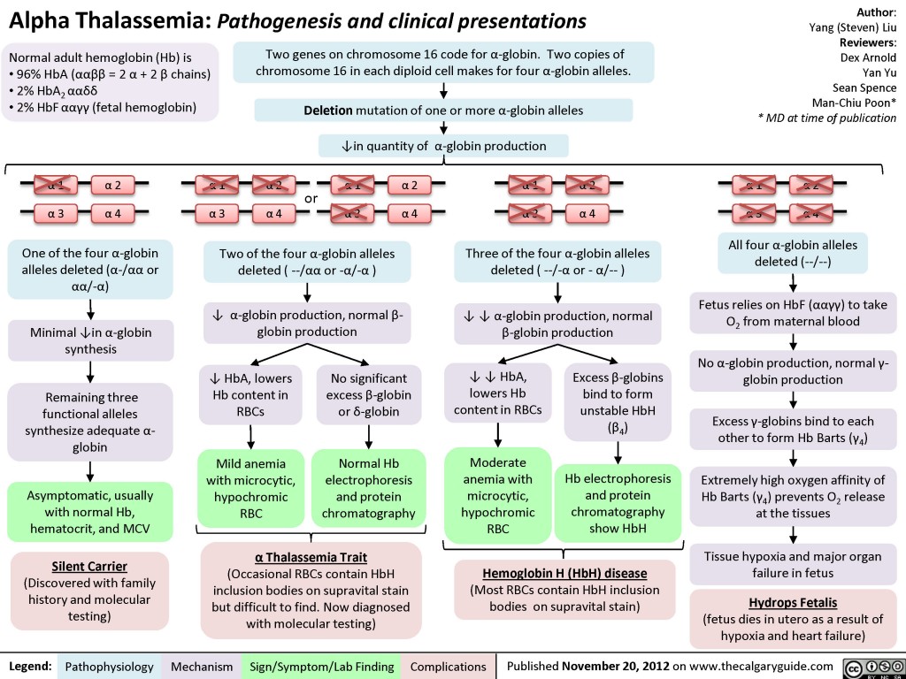 Alpha Thalassemia Pathogenesis And Clinical Presentations Calgary Guide   Alpha Thalassemia Pathogenesis 1024x768 