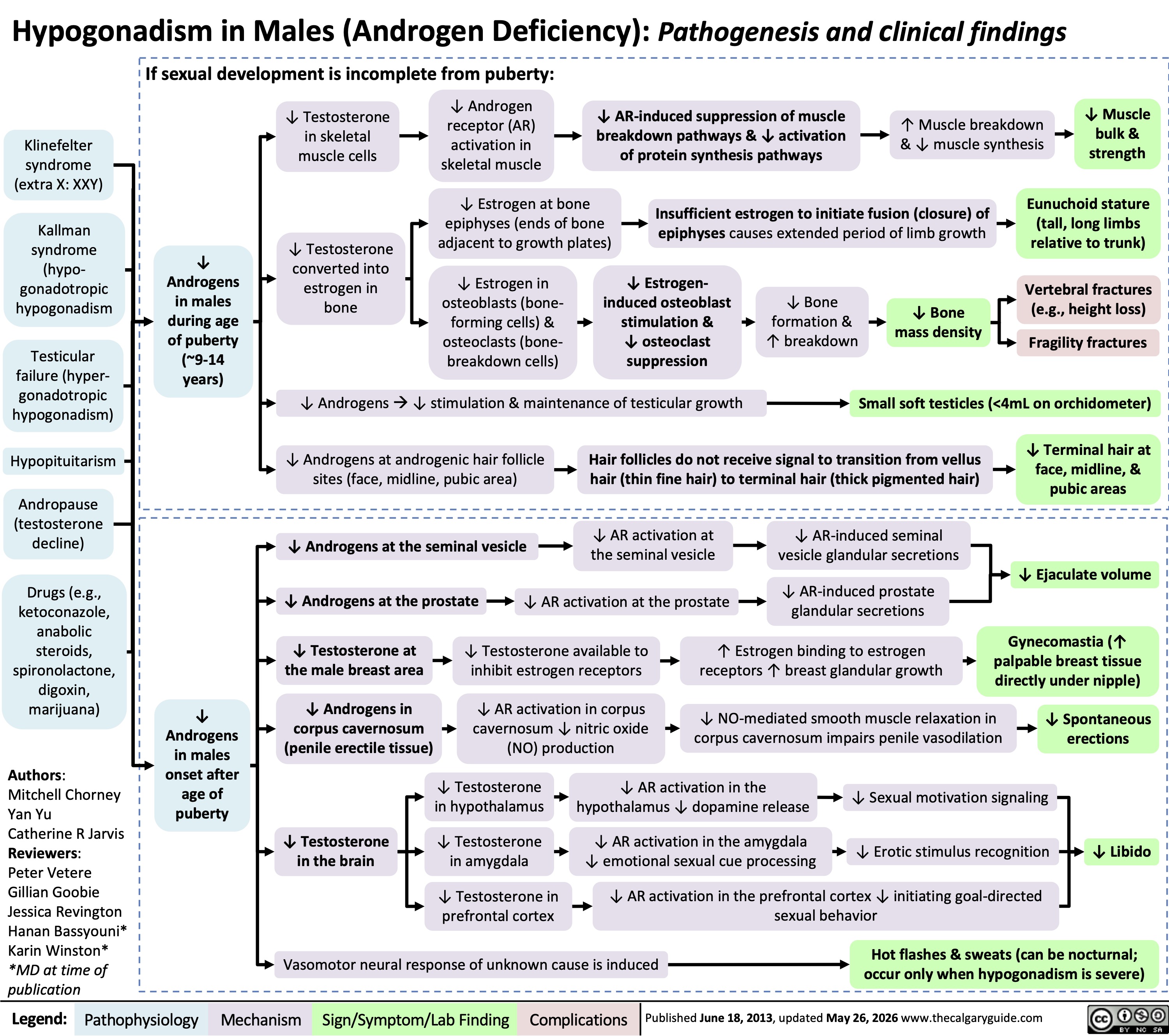 Hypogonadism in Males (Androgen Deficiency): Pathogenesis and clinical findings
Klinefelter
syndrome
(extra X: XXY)
Kallman
syndrome
(hypo-
gonadotropic
hypogonadism
Testicular
failure (hyper-
gonadotropic
hypogonadism)
Hypopituitarism
Andropause
(testosterone
decline)
Drugs (e.g.,
ketoconazole,
anabolic
steroids,
spironolactone,
digoxin,
marijuana)
Authors:
Mitchell Chorney
Yan Yu
Catherine R Jarvis
Reviewers:
Peter Vetere
Gillian Goobie
Jessica Revington
Hanan Bassyouni*
Karin Winston*
*MD at time of
publication
Legend: If sexual development is incomplete from puberty:
↓
Androgens
in males
during age
of puberty
(~9-14
years)
↓ Testosterone
in skeletal
muscle cells
↓ Testosterone
converted into
estrogen in
bone
↓ Androgen
receptor (AR)
activation in
skeletal muscle
↓ AR-induced suppression of muscle
breakdown pathways & ↓ activation
of protein synthesis pathways
↑ Muscle breakdown
& ↓ muscle synthesis
↓ Muscle
bulk &
strength
↓ Estrogen at bone
epiphyses (ends of bone
adjacent to growth plates)
Insufficient estrogen to initiate fusion (closure) of
epiphyses causes extended period of limb growth
Eunuchoid stature
(tall, long limbs
relative to trunk)
↓ Estrogen in
osteoblasts (bone-
forming cells) &
osteoclasts (bone-
breakdown cells)
↓ Estrogen-
induced osteoblast
stimulation &
↓ osteoclast
suppression
↓ Bone
formation &
↑ breakdown
Vertebral fractures
(e.g., height loss)
↓ Bone
mass density
Fragility fractures
↓ Androgens à ↓ stimulation & maintenance of testicular growth
Small soft testicles (<4mL on orchidometer)
↓ Androgens at androgenic hair follicle
sites (face, midline, pubic area)
Hair follicles do not receive signal to transition from vellus
hair (thin fine hair) to terminal hair (thick pigmented hair)
↓ Terminal hair at
face, midline, &
pubic areas
↓
Androgens
in males
onset after
age of
puberty
↓ Androgens at the seminal vesicle ↓ AR activation at
the seminal vesicle
↓ AR-induced seminal
vesicle glandular secretions
↓ Ejaculate volume
↓ Androgens at the prostate ↓ AR activation at the prostate
↓ AR-induced prostate
glandular secretions
↓ Testosterone at
the male breast area
↓ Testosterone available to
inhibit estrogen receptors
↑ Estrogen binding to estrogen
receptors ↑ breast glandular growth
Gynecomastia (↑
palpable breast tissue
directly under nipple)
↓ Androgens in
corpus cavernosum
(penile erectile tissue)
↓ AR activation in corpus
cavernosum ↓ nitric oxide
(NO) production
↓ NO-mediated smooth muscle relaxation in
corpus cavernosum impairs penile vasodilation
↓ Spontaneous
erections
↓ Testosterone
in hypothalamus
↓ AR activation in the
hypothalamus ↓ dopamine release ↓ Sexual motivation signaling
↓ Testosterone
↓ Testosterone
↓ AR activation in the amygdala
in the brain ↓ Libido
in amygdala
↓ emotional sexual cue processing ↓ Erotic stimulus recognition
↓ Testosterone in
prefrontal cortex
↓ AR activation in the prefrontal cortex ↓ initiating goal-directed
sexual behavior
Vasomotor neural response of unknown cause is induced
Hot flashes & sweats (can be nocturnal;
occur only when hypogonadism is severe)
Pathophysiology Mechanism
Sign/Symptom/Lab Finding Complications
Published June 18, 2013, updated May 26, 2026 www.thecalgaryguide.com
