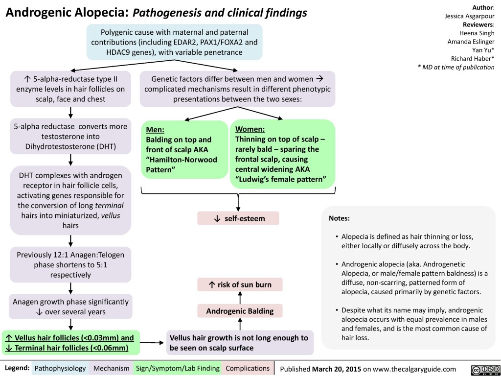 Androgenic Alopecia Calgary Guide   Androgenic Alopecia 1024x768 