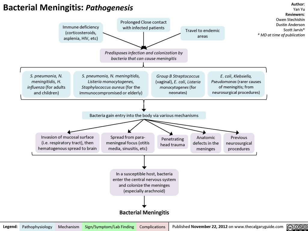 Bacterial Meningitis: Pathogenesis | Calgary Guide