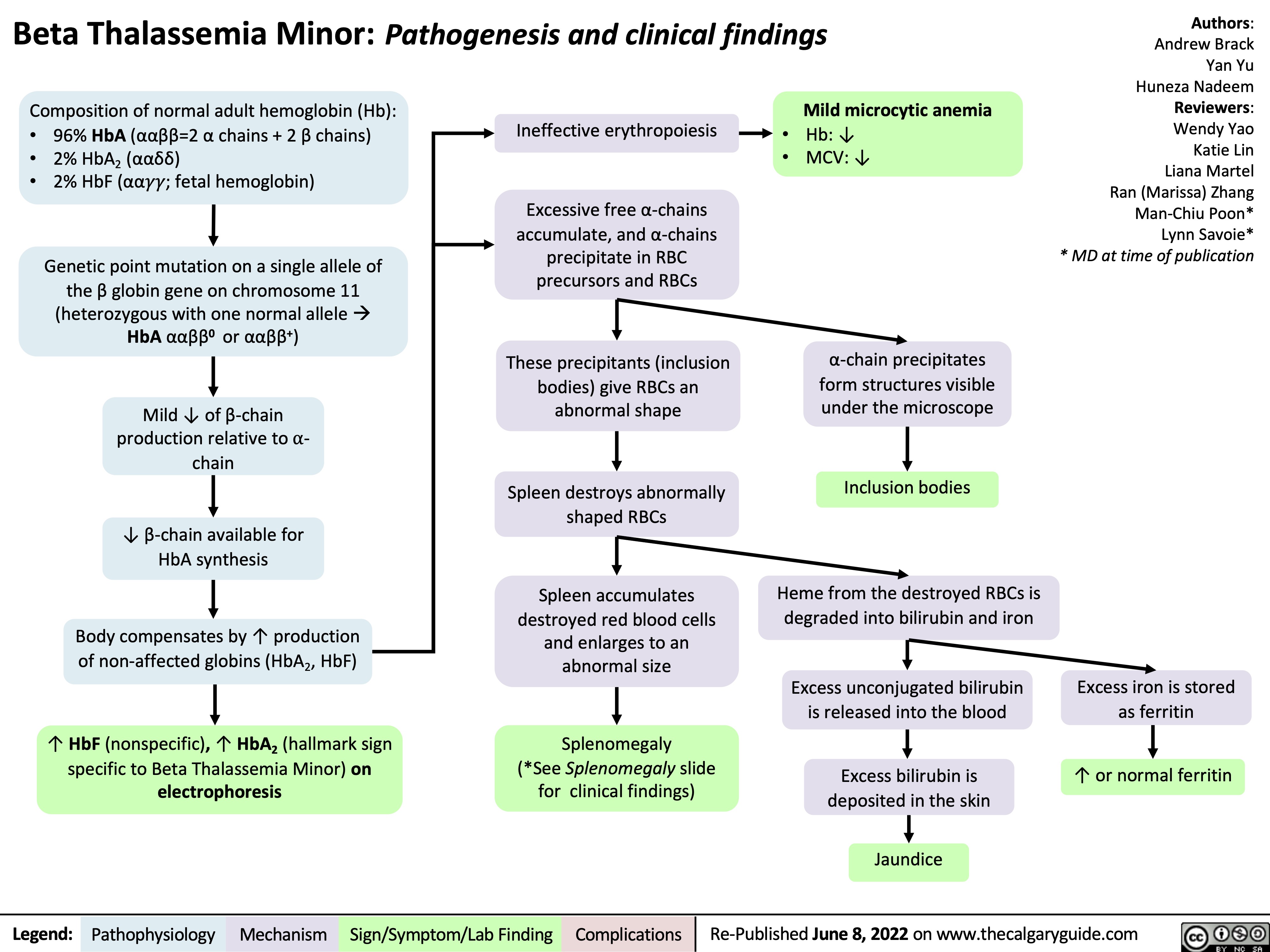 Beta Thalassemia Minor: Pathogenesis and clinical findings
Authors: Andrew Brack Yan Yu Huneza Nadeem Reviewers: Wendy Yao Katie Lin Liana Martel Ran (Marissa) Zhang Man-Chiu Poon* Lynn Savoie* * MD at time of publication
  Composition of normal adult hemoglobin (Hb):
Ineffective erythropoiesis
Excessive free α-chains accumulate, and α-chains precipitate in RBC precursors and RBCs
These precipitants (inclusion bodies) give RBCs an abnormal shape
Spleen destroys abnormally shaped RBCs
Spleen accumulates destroyed red blood cells and enlarges to an abnormal size
Splenomegaly (*See Splenomegaly slide for clinical findings)
Mild microcytic anemia
Hb: ↓ MCV: ↓
 • • •
96% HbA (ααββ=2 α chains + 2 β chains) 2% HbA2 (ααẟẟ)
2% HbF (αα!!; fetal hemoglobin)
Genetic point mutation on a single allele of the β globin gene on chromosome 11 (heterozygous with one normal alleleà HbA ααββ0 or ααββ+)
Mild ↓ of β-chain production relative to ⍺- chain
↓ β-chain available for HbA synthesis
Body compensates by ↑ production
of non-affected globins (HbA , HbF) 2
↑ HbF (nonspecific), ↑ HbA2 (hallmark sign specific to Beta Thalassemia Minor) on electrophoresis
• •
      α-chain precipitates form structures visible under the microscope
Inclusion bodies
       Heme from the destroyed RBCs is degraded into bilirubin and iron
Excess unconjugated bilirubin is released into the blood
Excess bilirubin is deposited in the skin
Jaundice
Excess iron is stored as ferritin
↑ or normal ferritin
          Legend:
 Pathophysiology
 Mechanism
 Sign/Symptom/Lab Finding
 Complications
Re-Published June 8, 2022 on www.thecalgaryguide.com
  