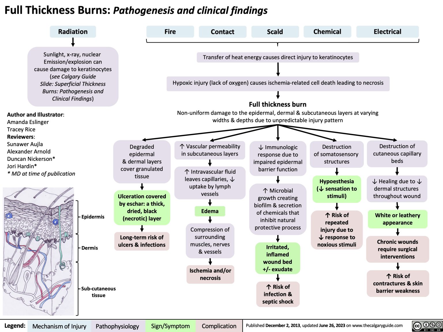 Full Thickness Burns: Pathogenesis and Clinical Findings | Calgary Guide