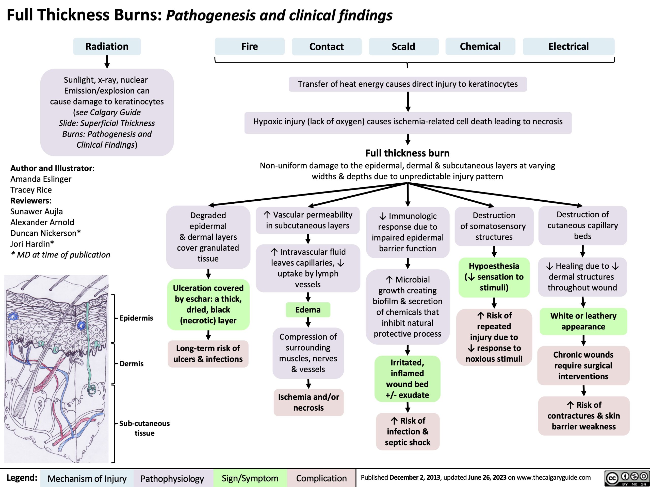 Full Thickness Burns Pathogenesis And Clinical Findings Calgary Guide