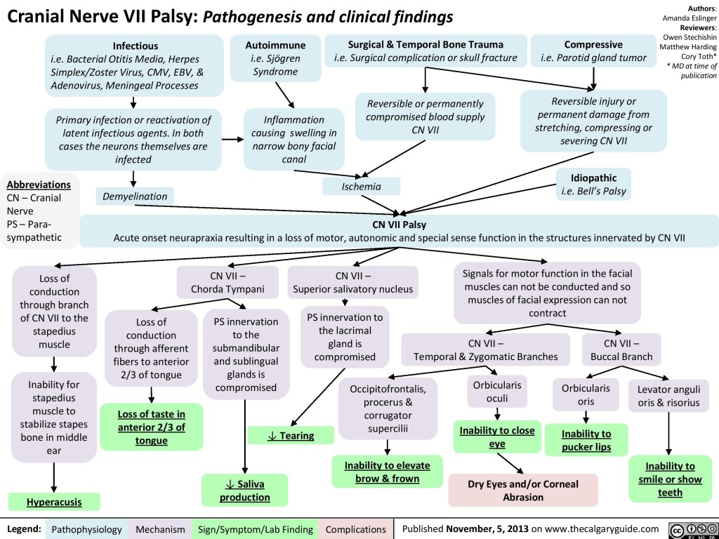 Cranial Nerve VII Palsy: Pathogenesis and Clinical Findings | Calgary Guide