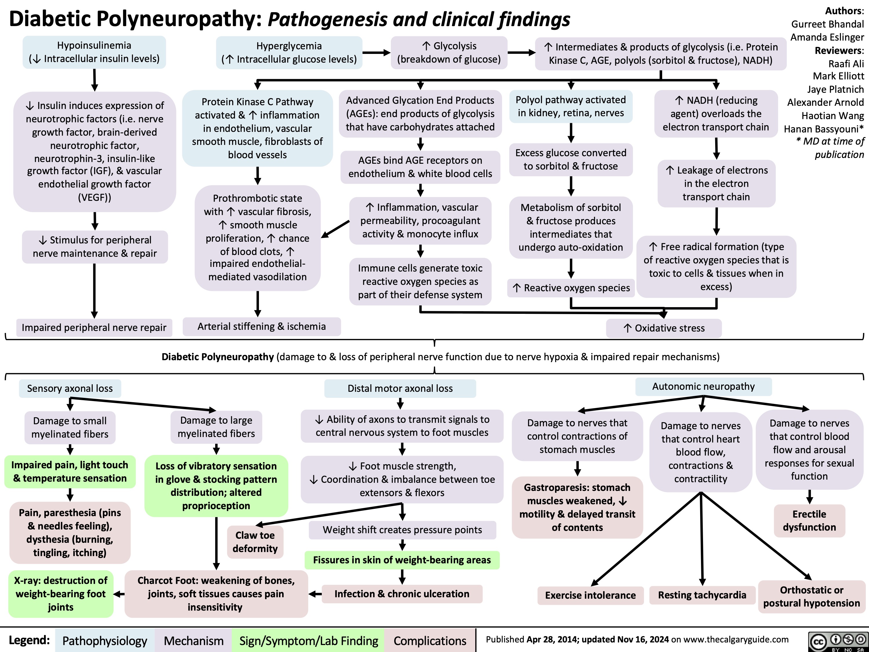 Diabetic Polyneuropathy: Pathogenesis and clinical findings
Authors: Gurreet Bhandal Amanda Eslinger Reviewers: Raafi Ali Mark Elliott Jaye Platnich Alexander Arnold Haotian Wang Hanan Bassyouni* * MD at time of publication
    Hypoinsulinemia
(↓ Intracellular insulin levels)
↓ Insulin induces expression of neurotrophic factors (i.e. nerve growth factor, brain-derived neurotrophic factor, neurotrophin-3, insulin-like growth factor (IGF), & vascular endothelial growth factor (VEGF))
↓ Stimulus for peripheral nerve maintenance & repair
Impaired peripheral nerve repair
Hyperglycemia
(↑ Intracellular glucose levels)
↑ Glycolysis (breakdown of glucose)
↑ Intermediates & products of glycolysis (i.e. Protein Kinase C, AGE, polyols (sorbitol & fructose), NADH)
      Protein Kinase C Pathway activated & ↑ inflammation in endothelium, vascular smooth muscle, fibroblasts of blood vessels
Prothrombotic state with ↑ vascular fibrosis, ↑ smooth muscle proliferation, ↑ chance of blood clots, ↑ impaired endothelial- mediated vasodilation
Arterial stiffening & ischemia
Advanced Glycation End Products (AGEs): end products of glycolysis that have carbohydrates attached
AGEs bind AGE receptors on endothelium & white blood cells
↑ Inflammation, vascular permeability, procoagulant activity & monocyte influx
Immune cells generate toxic reactive oxygen species as part of their defense system
Polyol pathway activated in kidney, retina, nerves
Excess glucose converted to sorbitol & fructose
Metabolism of sorbitol & fructose produces intermediates that undergo auto-oxidation
↑ Reactive oxygen species
↑ NADH (reducing agent) overloads the electron transport chain
↑ Leakage of electrons in the electron transport chain
        ↑ Free radical formation (type of reactive oxygen species that is toxic to cells & tissues when in excess)
       ↑ Oxidative stress
Diabetic Polyneuropathy (damage to & loss of peripheral nerve function due to nerve hypoxia & impaired repair mechanisms)
   Sensory axonal loss
Damage to small myelinated fibers
Impaired pain, light touch & temperature sensation
Pain, paresthesia (pins & needles feeling), dysthesia (burning, tingling, itching)
X-ray: destruction of weight-bearing foot joints
Damage to large myelinated fibers
Loss of vibratory sensation in glove & stocking pattern distribution; altered proprioception
Claw toe deformity
Charcot Foot: weakening of bones, joints, soft tissues causes pain insensitivity
Distal motor axonal loss
↓ Ability of axons to transmit signals to central nervous system to foot muscles
↓ Foot muscle strength,
↓ Coordination & imbalance between toe extensors & flexors
Weight shift creates pressure points
Fissures in skin of weight-bearing areas
Infection & chronic ulceration
Damage to nerves that control contractions of stomach muscles
Gastroparesis: stomach muscles weakened, ↓ motility & delayed transit of contents
Autonomic neuropathy
Damage to nerves that control heart blood flow, contractions & contractility
Damage to nerves that control blood flow and arousal responses for sexual function
Erectile dysfunction
Orthostatic or postural hypotension
                           Exercise intolerance
Resting tachycardia
 Legend:
 Pathophysiology
Mechanism
Sign/Symptom/Lab Finding
 Complications
 Published Apr 28, 2014; updated Nov 16, 2024 on www.thecalgaryguide.com
     
Diabetic Polyneuropathy: Pathogenesis and clinical findings
Authors: Gurreet Bhandal Amanda Eslinger Reviewers: Raafi Ali Mark Elliott Jaye Platnich Alexander Arnold Haotian Wang Hanan Bassyouni* * MD at time of publication
    Hypoinsulinemia
(↓ Intracellular insulin levels)
↓ Insulin induces expression of neurotrophic factors (i.e. nerve growth factor, brain-derived neurotrophic factor, neurotrophin-3, insulin-like growth factor (IGF), & vascular endothelial growth factor (VEGF))
↓ Stimulus for peripheral nerve maintenance & repair
Impaired peripheral nerve repair
Hyperglycemia
(↑ Intracellular glucose levels)
Protein Kinase C Pathway in endothelium, vascular smooth muscle, fibroblasts of blood vessels
↑ Inflammation
Prothrombotic state with ↑ chance of blood clots, ↑ vasoconstriction & ↑ arterial stiffening
Ischemia
↑ Glycolysis (breakdown of glucose)
Advanced Glycation End Products (AGEs): end products of glycolysis that have carbohydrates attached
AGEs bind cellular receptors
Inflammation, vascular permeability, procoagulant activity & monocyte influx
Immune cells generate toxic reactive oxygen species as part of their defense system
↑ Intermediates & products of glycolysis (i.e. Protein Kinase C, AGE, sorbitol & fructose, NADH)
      Polyol Pathway in kidney, retina, nerves
Excess glucose converted to sorbitol & fructose
Metabolism of sorbitol & fructose produces intermediates that undergo auto-oxidation
↑ Reactive oxygen species
↑ Leakage of electrons when NADH (reducing agent) overloads the electron transport chain
↑ Free radical formation (type of reactive oxygen species that is toxic to cells & tissues when in excess)
                   ↑ Oxidative stress
Diabetic Polyneuropathy (damage to & loss of peripheral nerve function due to nerve hypoxia & impaired repair mechanisms)
   Sensory axonal loss
Damage to small myelinated fibers
Impaired pain, light touch & temperature sensation
Pain, paresthesia (pins & needles feeling), dysthesia (burning, tingling, itching)
X-ray: destruction of weight-bearing foot joints
Damage to large myelinated fibers
Loss of vibratory sensation in glove & stocking pattern distribution; altered proprioception
Claw toe deformity
Charcot Foot: weakening of bones, joints, soft tissues causes pain insensitivity
Distal motor axonal loss
↓ Ability of axons to transmit signals to central nervous system to foot muscles
↓ Foot muscle strength,
↓ Coordination & imbalance between toe extensors & flexors
Weight shift creates pressure points
Fissures in skin of weight-bearing areas
Infection & chronic ulceration
Damage to nerves that control contractions of stomach muscles
Gastroparesis: stomach muscles weakened, ↓ motility & delayed transit of contents
Autonomic neuropathy
Damage to nerves that control heart blood flow, contractions & contractility
Damage to nerves that control blood flow and arousal responses for sexual function
Erectile dysfunction
Orthostatic or postural hypotension
                           Exercise intolerance
Resting tachycardia
 Legend:
 Pathophysiology
Mechanism
 Sign/Symptom/Lab Finding
 Complications
Published April 28th, 2014 on www.thecalgaryguide.com
     
Diabetic Polyneuropathy: Pathogenesis and clinical findings
Authors: Gurreet Bhandal Amanda Eslinger Reviewers: Mark Elliott Jaye Platnich Alexander Arnold Haotian Wang Hanan Bassyouni* * MD at time of publication
 Hypoinsulinemia
↓ intracellular insulin levels
↓ Neurotrophic factors (i.e. nerve growth factor, brain-derived neurotrophic factor, neurotrophin-3, IGF, & VEGF)
↓ stimulus for peripheral nerve maintenance and repair
Impaired peripheral nerve repair
Sensory axonal loss Small myelinated fibers
Impaired pain, light touch & temperature sensation
Pain, paresthesias or tingling and numbness, dysthesias where sense of touch is distorted
Hyperglycemia
↑ Intracellular glucose levels
This produces an excess of glycolysis intermediates & products of glycolysis (i.e. sorbitol & fructose; AGE; Protein Kinase C)
     PKC Pathway in endothelium, vascular
smooth muscle, fibroblasts of blood vessels
↑ inflammation
Prothrombotic state with ↑ chance of blood clots; vasoconstriction & arterial stiffening
Ischemia
Advanced Glycation End Products: The body “glycates” end products of glycolysis, which means that some end products have a carbohydrate added to them
Polyol Pathway
in kidney, retina, nerves
Excess glucose is converted to sorbitol and fructose, which accumulates in cells
↑ Oxidative stress
↑ Free Radical Formation
          AGE’s bind cellular receptors inducing inflammation, vascular
permeability, procoagulant activity & monocyte influx
Abbreviations:
AGE – Advanced Glycation End Products
IGF - Insulin-like Growth Factor
VEGF - Vascular Endothelial Growth Factor PKC – Protein Kinase C
Autonomic neuropathy
        Nerve hypoxia & impaired repair mechanisms leading to dysfunction & loss of peripheral nerves Distal motor axonal loss
             Large myelinated fibers
Atrophy of intrinsic foot muscles
Fissures in skin of weight-bearing areas
Imbalance between toe extensors & flexors
Weight shift results in pressure points
Infection & chronic ulceration
Gastroparesis: stomach muscles weakened with ↓ motility
Claw toe deformity
Erectile dysfunction
          Altered proprioception
X-ray: destruction of weight-bearing foot joints
Loss of vibratory sensation in glove & stocking pattern distribution
     Charcot Foot: weakening of bones, joints, soft tissues causes pain insensitivity
Cardiac: Resting tachycardia, exercise intolerance, orthostatic or postural hypotension
         Legend:
 Pathophysiology
Mechanism
Sign/Symptom/Lab Finding
 Complications
 Published April 28th, 2014 on www.thecalgaryguide.com
   
Diabetic Polyneuropathy: Pathogenesis and clinical findings
Authors: Amanda Eslinger Reviewers: Mark Elliott Jaye Platnich Alexander Arnold Haotian Wang Hanan Bassyouni* * MD at time of publication
   Hypoinsulinemia
↓ Neurotrophic factors (i.e. nerve growth factor, brain-derived neurotrophic factor, neurotrophin-3, IGF, & VEGF)
↓ stimulus for peripheral nerve maintenance and repair
Impaired peripheral nerve repair
Sensory axonal loss
Small myelinated fibers
Impaired pain, light touch & temperature sensation
Pain, paresthesias, dysthesias
Hyperglycemia
↑ Intracellular glucose levels
This produces of glycolysis
an excess of glycolysis intermediates & products (i.e. sorbitol & fructose; AGE; Protein Kinase C)
      PKC Pathway
PKC pathway activation results in ↑ inflammation
Prothrombotic state; vasoconstriction & arterial stiffening
Ischemia
Advanced Glycation End Products: The body “glycates” end products of glycolysis, which means that some end products have a carbohydrate added to them
AGE’s bind cellular receptors inducing inflammation, vascular
permeability, procoagulant activity & monocyte influx
Polyol Pathway
(i.e. sorbitol & fructose)
Excess glucose is converted to sorbitol, which accumulates in cells
↑ Oxidative stress
↑ Free Radical Formation
              Nerve hypoxia & impaired repair mechanisms leading to dysfunction & loss of peripheral nerves Distal motor axonal loss
Abbreviations:
AGE – Advanced Glycation End Products
IGF - Insulin-like Growth Factor
VEGF - Vascular Endothelial Growth Factor PKC – Protein Kinase C
Autonomic neuropathy
            Large myelinated fibers Altered
proprioception
Atrophy of intrinsic foot muscles
Fissures in skin of weight-bearing areas
Infection & chronic ulceration
Imbalance between toe extensors & flexors
Weight shift results in pressure points
Gastroparesis
Claw toe deformity
Erectile dysfunction
                   X-ray: destruction of weight-bearing foot joints
Loss of vibratory sensation in glove & stocking pattern distribution
Charcot Foot
Cardiac: Resting tachycardia, exercise intolerance, orthostatic hypotension
   Legend:
 Pathophysiology
Mechanism
Sign/Symptom/Lab Finding
 Complications
 Published April 28th, 2014 on www.thecalgaryguide.com
   