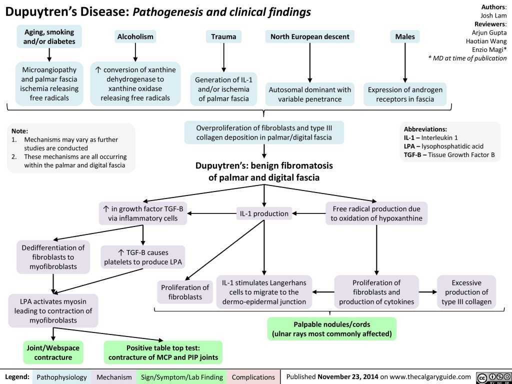 Dupuytren’s Disease: Pathogenesis and Clinical Findings | Calgary Guide