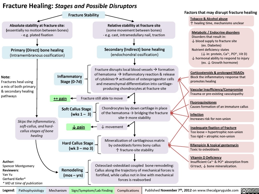 Fracture Healing (and disruptors of this process) | Calgary Guide