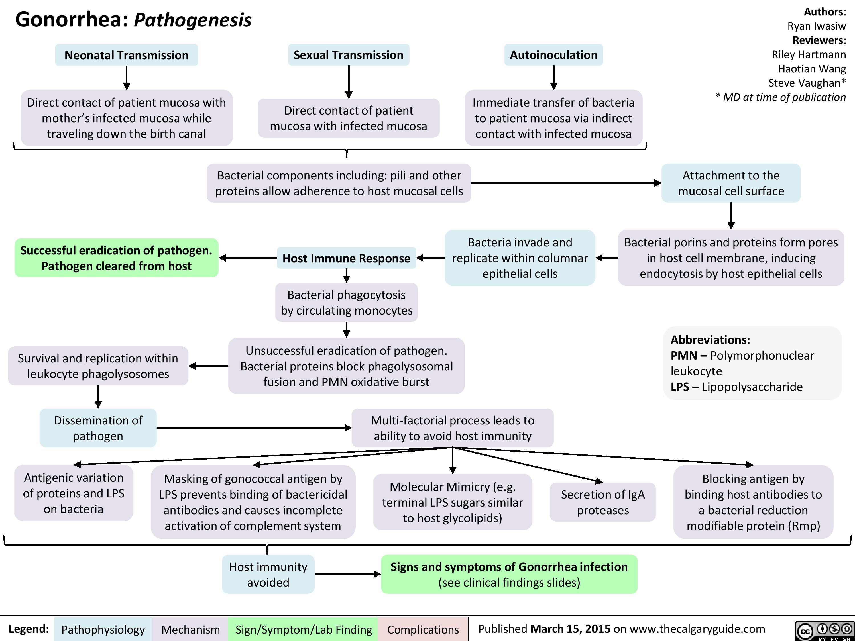 Gonorrhea Pathogenesis Calgary Guide