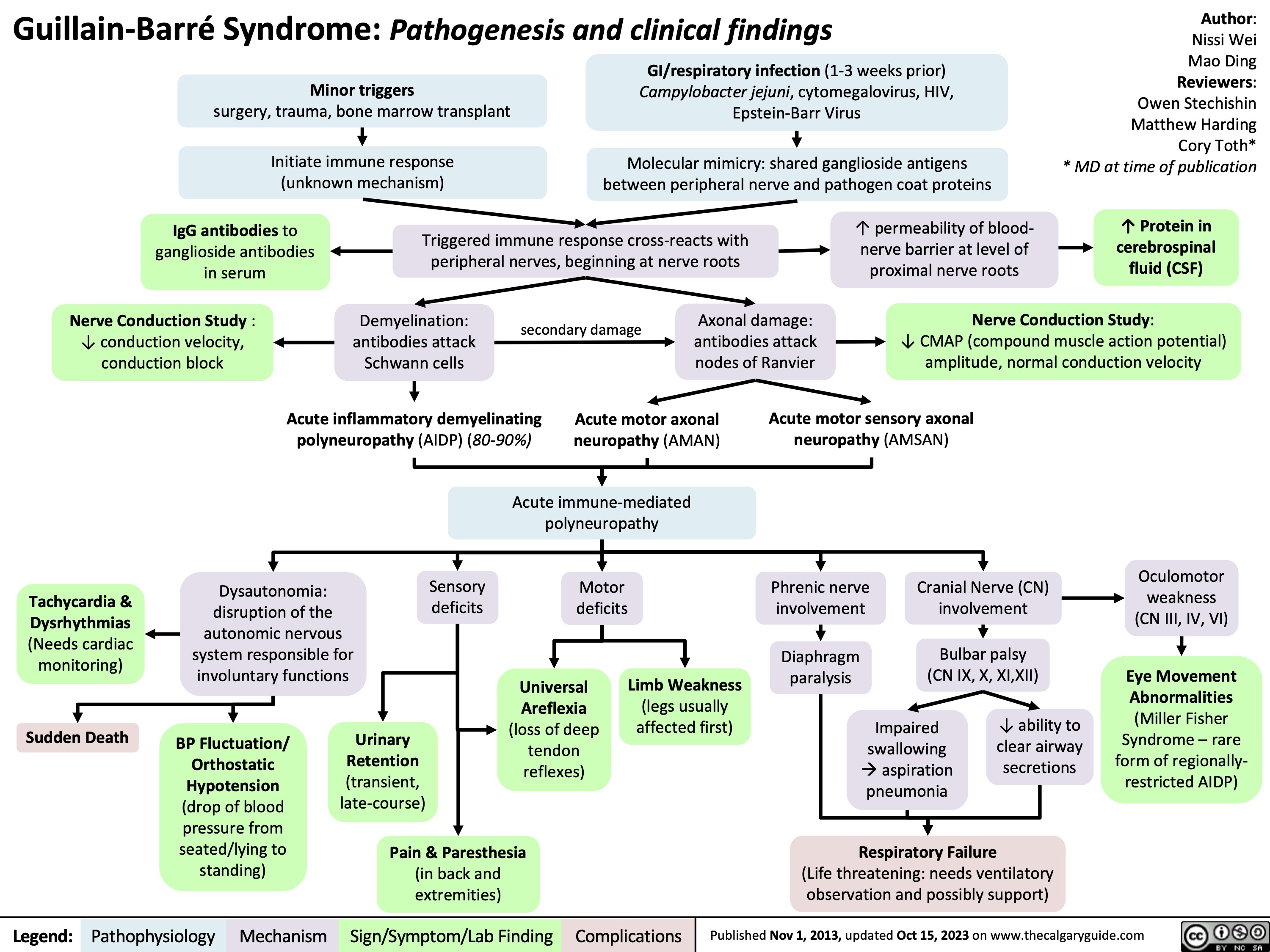 Guillain-Barré Syndrome: Pathogenesis and clinical findings
Author: Nissi Wei Mao Ding Reviewers: Owen Stechishin Matthew Harding Cory Toth* * MD at time of publication
↑ Protein in cerebrospinal fluid (CSF)
  Minor triggers
surgery, trauma, bone marrow transplant
Initiate immune response (unknown mechanism)
GI/respiratory infection (1-3 weeks prior) Campylobacter jejuni, cytomegalovirus, HIV, Epstein-Barr Virus
Molecular mimicry: shared ganglioside antigens between peripheral nerve and pathogen coat proteins
       IgG antibodies to ganglioside antibodies in serum
Nerve Conduction Study : ↓ conduction velocity, conduction block
Triggered immune response cross-reacts with peripheral nerves, beginning at nerve roots
↑ permeability of blood- nerve barrier at level of proximal nerve roots
      Demyelination: antibodies attack Schwann cells
secondary damage
Axonal damage: antibodies attack nodes of Ranvier
Nerve Conduction Study:
↓ CMAP (compound muscle action potential) amplitude, normal conduction velocity
  Acute inflammatory demyelinating polyneuropathy (AIDP) (80-90%)
Acute motor axonal neuropathy (AMAN)
Acute motor sensory axonal neuropathy (AMSAN)
  Acute immune-mediated polyneuropathy
          Tachycardia & Dysrhythmias (Needs cardiac monitoring)
Sudden Death
Dysautonomia: disruption of the autonomic nervous system responsible for involuntary functions
Sensory deficits
Motor deficits
Universal Areflexia (loss of deep tendon reflexes)
Phrenic nerve involvement
Diaphragm paralysis
Cranial Nerve (CN) involvement
Bulbar palsy (CN IX, X, XI,XII)
Oculomotor weakness (CN III, IV, VI)
Eye Movement Abnormalities (Miller Fisher Syndrome – rare form of regionally- restricted AIDP)
               BP Fluctuation/ Orthostatic Hypotension (drop of blood pressure from seated/lying to standing)
Urinary Retention (transient, late-course)
Limb Weakness
(legs usually affected first)
Impaired swallowing àaspiration pneumonia
↓ ability to clear airway secretions
  Pain & Paresthesia
(in back and extremities)
Respiratory Failure
(Life threatening: needs ventilatory observation and possibly support)
 Legend:
 Pathophysiology
Mechanism
Sign/Symptom/Lab Finding
 Complications
 Published Nov 1, 2013, updated Oct 15, 2023 on www.thecalgaryguide.com
   
Guillain-Barré Syndrome
Minor triggers (surgery, trauma,
GI/respiratory infection
Campylobacter jejuni, CMV, HIV , EBV
(1-3 weeks prior)
Molecular mimicry: shared ganglioside antigens between peripheral nerve and pathogen coat proteins
Author: Nissi Wei Reviewers: Owen Stechishin Matthew Harding Cory Toth* * MD at time of publication
↑ Protein in CSF
  bone marrow transplant)
Initiate immune response (unknown mechanism)
       IgG antibodies to ganglioside antibodies in serum
NCS: ↓ conduction velocity, conduction block
Triggered immune response cross-reacts with peripheral nerves, beginning at nerve roots
↑ permeability of blood- nerve barrier at level of proximal nerve roots
NCS: ↓ CMAP amplitude, normal conduction velocity
         Demyelination: antibodies attack Schwann cells
secondary damage
Axonal damage:
antibodies attack nodes of Ranvier
     Acute inflammatory demyelinating polyneuropathy (AIDP) (80-90%)
Acute motor axonal neuropathy (AMAN)
Cranial nerve involvement
Dysautonomia
Acute motor sensory axonal neuropathy (AMSAN)
Eye Movement Abnormalities
(Miller Fisher Syndrome – rare form of regionally-restricted AIDP)
          Acute immune-mediated polyneuropathy
Oculomotor weakness (CN III, IV, VI)
Bulbar palsy (CN IX, X, XI,XII)
Phrenic nerve involvement
↓ ability to clear airway secretions
Impaired swallowingà aspiration pneumonia
Diaphragm paralysis
Respiratory Failure
(Life threatening: needs ventilatory observation and possibly support)
          Motor deficits
Sensory deficits
Pain & Paresthesias in back and extremities
               Limb Weakness
(legs usually affected first)
Universal Areflexia
Urinary Retention
(transient, late-course)
Sudden Death
BP Fluctuation, Orthostatic Hypotension
Tachycardia, Dysrhythmias (Needs cardiac monitoring)
Abbreviations:
• NCS - nerve conduction
study
• CMAP - compound muscle
action potential
• EBV - Epstein-Barr Virus
• CMV - cytomegalovirus
• CN - cranial nerve
    Note: Aα, Aβ peripheral nerve fibres (large, fast-conducting, heavily myelinated axons for muscle stretch, light touch & proprioception) are more affected than Aδ and C fibres (small, less myelinated, slowly-conducting fibres for pain and temperature)
   Legend:
 Pathophysiology
 Mechanism
 Sign/Symptom/Lab Finding
 Complications
 Published November 1, 2013 on www.thecalgaryguide.com
 
