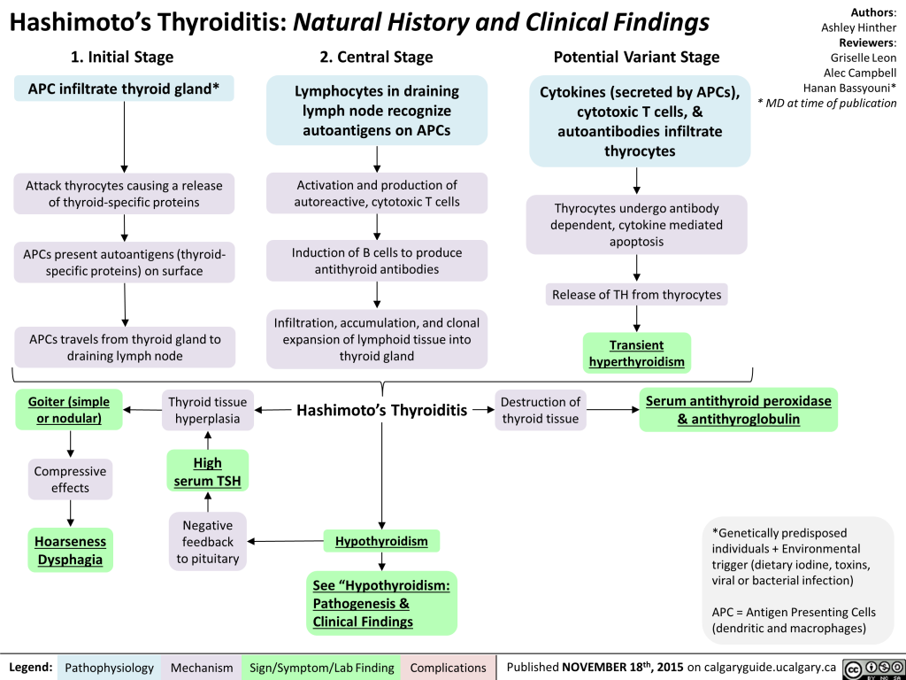 Hashimoto S Thyroiditis Natural History And Clinical Findings Calgary Guide