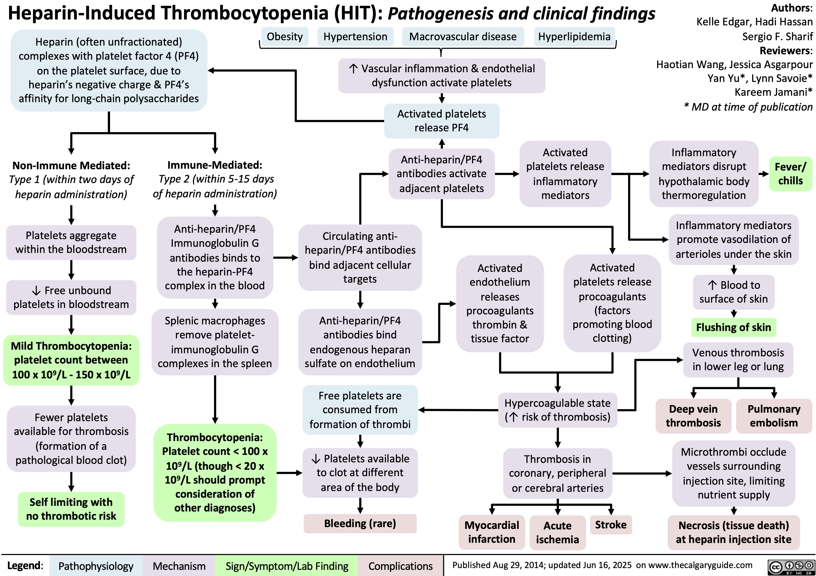 Non-Immune Mediated:
Type 1 (within two days of
heparin administration)
Platelets aggregate
within the bloodstream
↓ Free unbound
platelets in bloodstream
Mild Thrombocytopenia:
platelet count between
100 x 109/L - 150 x 109/L
Fewer platelets
available for thrombosis
(formation of a
pathological blood clot)
Self limiting with
no thrombotic risk
Legend: Heparin-Induced Thrombocytopenia (HIT): Pathogenesis and clinical findings
Obesity Hypertension Macrovascular disease Hyperlipidemia
Heparin (often unfractionated)
complexes with platelet factor 4 (PF4)
on the platelet surface, due to
heparin’s negative charge & PF4’s
affinity for long-chain polysaccharides
Immune-Mediated:
Type 2 (within 5-15 days
of heparin administration)
Anti-heparin/PF4
Immunoglobulin G
antibodies binds to
the heparin-PF4
complex in the blood
Splenic macrophages
remove platelet-
immunoglobulin G
complexes in the spleen
Thrombocytopenia:
Platelet count < 100 x
109/L (though < 20 x
109/L should prompt
consideration of
other diagnoses)
↑ Vascular inflammation & endothelial
dysfunction activate platelets
Authors:
Kelle Edgar, Hadi Hassan
Sergio F. Sharif
Reviewers:
Haotian Wang, Jessica Asgarpour
Yan Yu*, Lynn Savoie*
Kareem Jamani*
* MD at time of publication
Activated platelets
release PF4
Anti-heparin/PF4
antibodies activate
adjacent platelets
Activated
platelets release
inflammatory
mediators
Circulating anti-
heparin/PF4 antibodies
bind adjacent cellular
targets
Anti-heparin/PF4
antibodies bind
endogenous heparan
sulfate on endothelium
Activated
endothelium
releases
procoagulants
thrombin &
tissue factor
Activated
platelets release
procoagulants
(factors
promoting blood
clotting)
Free platelets are
consumed from
formation of thrombi
Hypercoagulable state
(↑ risk of thrombosis)
↓ Platelets available
to clot at different
area of the body
Thrombosis in
coronary, peripheral
or cerebral arteries
Bleeding (rare)
Myocardial
infarction
Acute
ischemia
Stroke
Inflammatory
mediators disrupt
hypothalamic body
thermoregulation
Fever/
chills
Inflammatory mediators
promote vasodilation of
arterioles under the skin
↑ Blood to
surface of skin
Flushing of skin
Venous thrombosis
in lower leg or lung
Deep vein
thrombosis
Pulmonary
embolism
Microthrombi occlude
vessels surrounding
injection site, limiting
nutrient supply
Necrosis (tissue death)
at heparin injection site
Published Aug 29, 2014; updated Jun 16, 2025 on www.thecalgaryguide.com
Pathophysiology Mechanism
Sign/Symptom/Lab Finding Complications