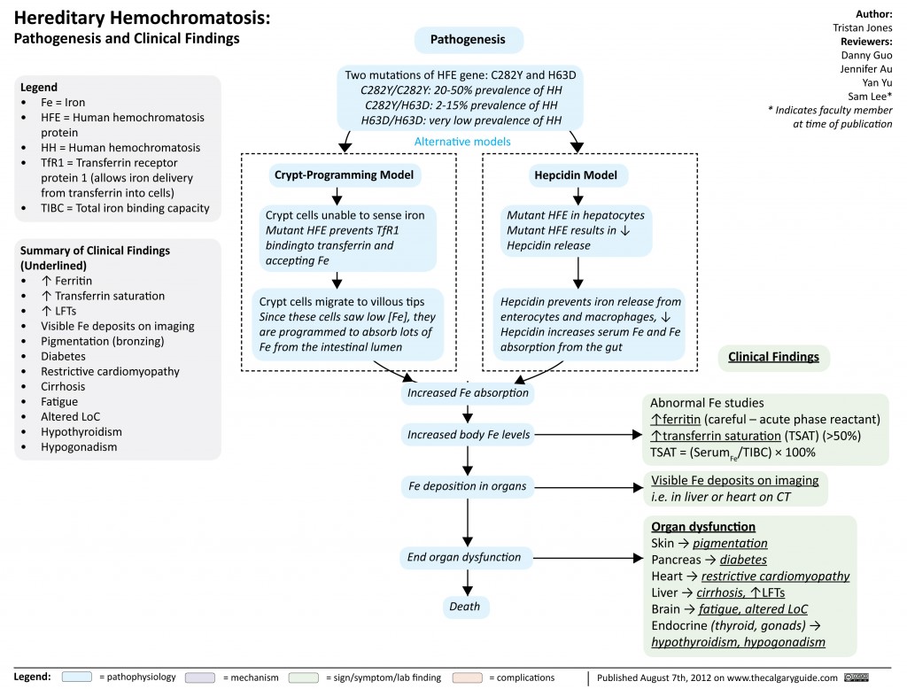 Hereditary Hemochromatosis | Calgary Guide