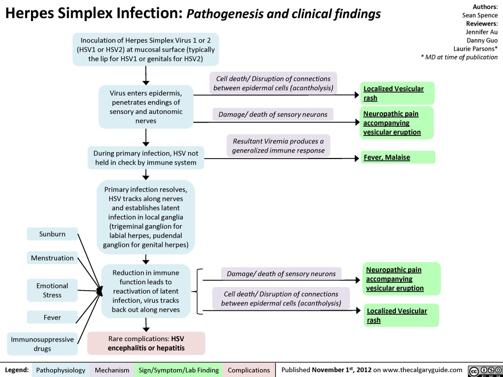 Herpes Simplex Virus (HSV) | Calgary Guide