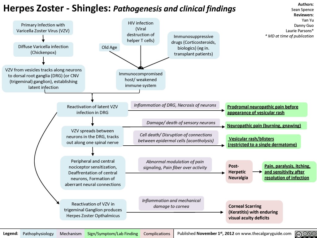 Herpes Zoster (Shingles) | Calgary Guide