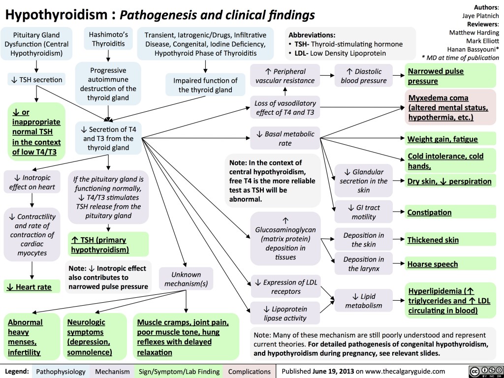 hypothyroidism-calgary-guide