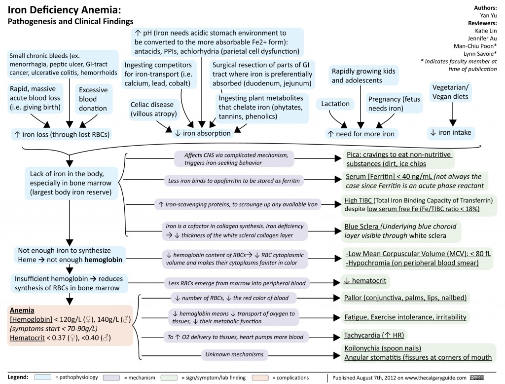 Iron Deficiency Anemia Calgary Guide   Iron Deficiency Anemia1 1024x778 