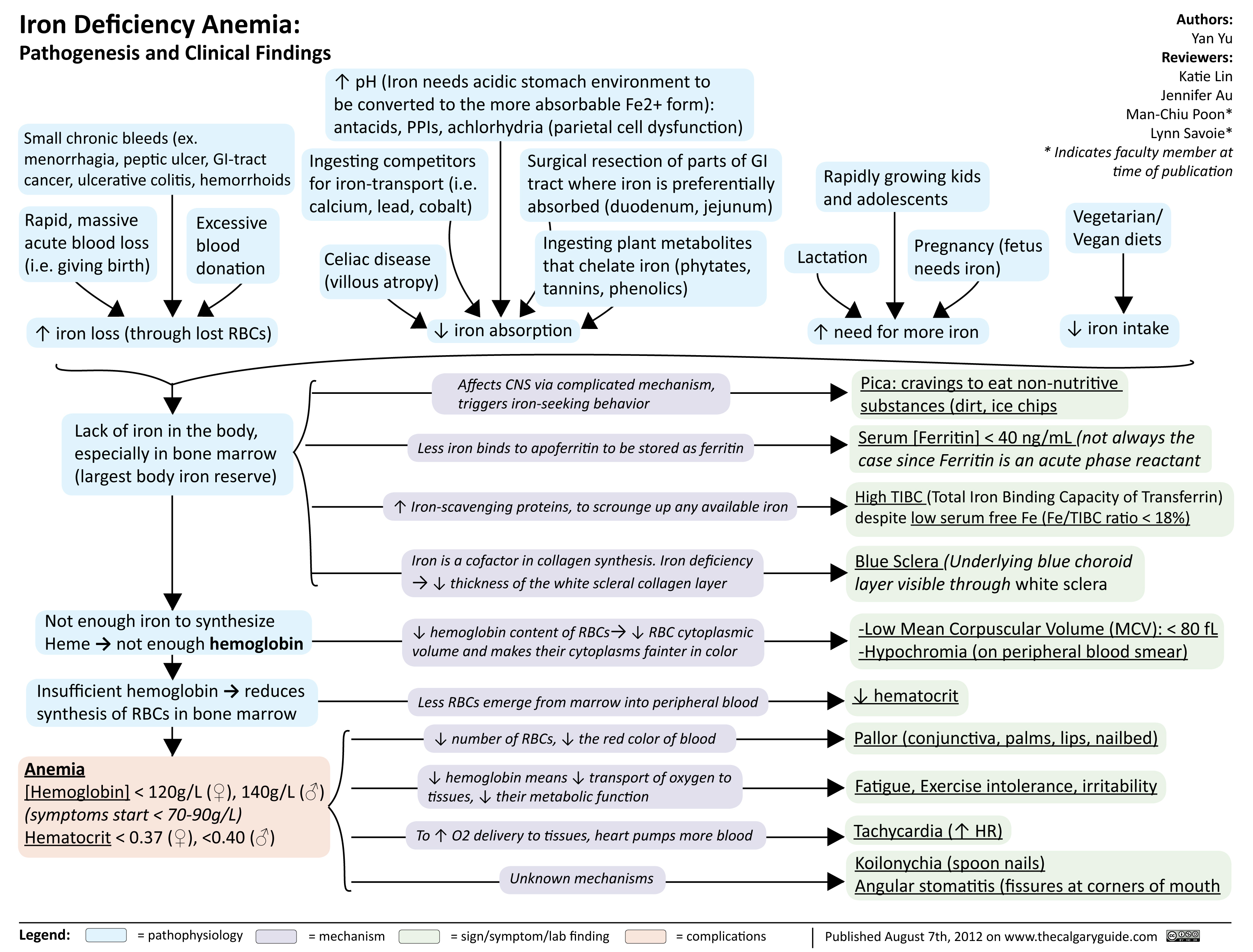 Iron Deficiency Anemia Calgary Guide 6974