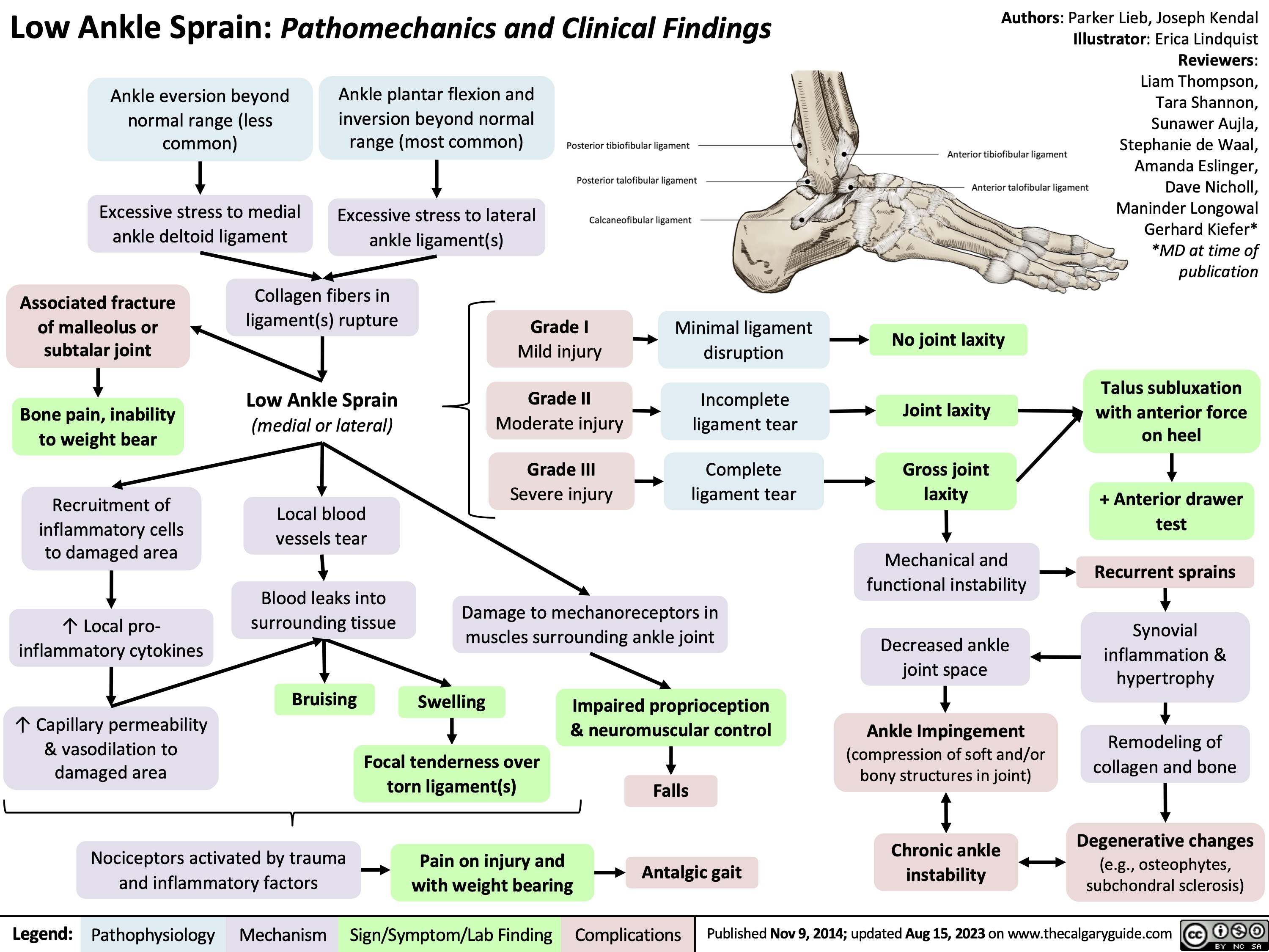 Low Ankle Sprain: Pathomechanics and Clinical Findings
Authors: Parker Lieb, Joseph Kendal Illustrator: Erica Lindquist Reviewers: Liam Thompson, Tara Shannon, Sunawer Aujla, Stephanie de Waal, Amanda Eslinger, Dave Nicholl, Maninder Longowal Gerhard Kiefer* *MD at time of publication
   Ankle eversion beyond normal range (less common)
Excessive stress to medial ankle deltoid ligament
Ankle plantar flexion and inversion beyond normal range (most common)
Excessive stress to lateral ankle ligament(s)
      Associated fracture of malleolus or subtalar joint
Bone pain, inability to weight bear
Recruitment of inflammatory cells to damaged area
↑ Local pro- inflammatory cytokines
↑ Capillary permeability & vasodilation to damaged area
Collagen fibers in ligament(s) rupture
Low Ankle Sprain
(medial or lateral)
Local blood vessels tear
Blood leaks into surrounding tissue
Grade I
Mild injury
Grade II
Moderate injury
Grade III
Severe injury
Minimal ligament disruption
Incomplete ligament tear
Complete ligament tear
No joint laxity
Joint laxity
Gross joint laxity
Mechanical and functional instability
Decreased ankle joint space
Ankle Impingement
(compression of soft and/or bony structures in joint)
Chronic ankle instability
Talus subluxation with anterior force on heel
+ Anterior drawer test
Recurrent sprains
Synovial inflammation & hypertrophy
Remodeling of collagen and bone
Degenerative changes
(e.g., osteophytes, subchondral sclerosis)
                        Damage to mechanoreceptors in muscles surrounding ankle joint
       Bruising
Swelling
Focal tenderness over torn ligament(s)
Pain on injury and with weight bearing
 Impaired proprioception & neuromuscular control
          Nociceptors activated by trauma and inflammatory factors
Falls Antalgic gait
  Legend:
 Pathophysiology
 Mechanism
Sign/Symptom/Lab Finding
 Complications
 Published Nov 9, 2014; updated Aug 15, 2023 on www.thecalgaryguide.com
  