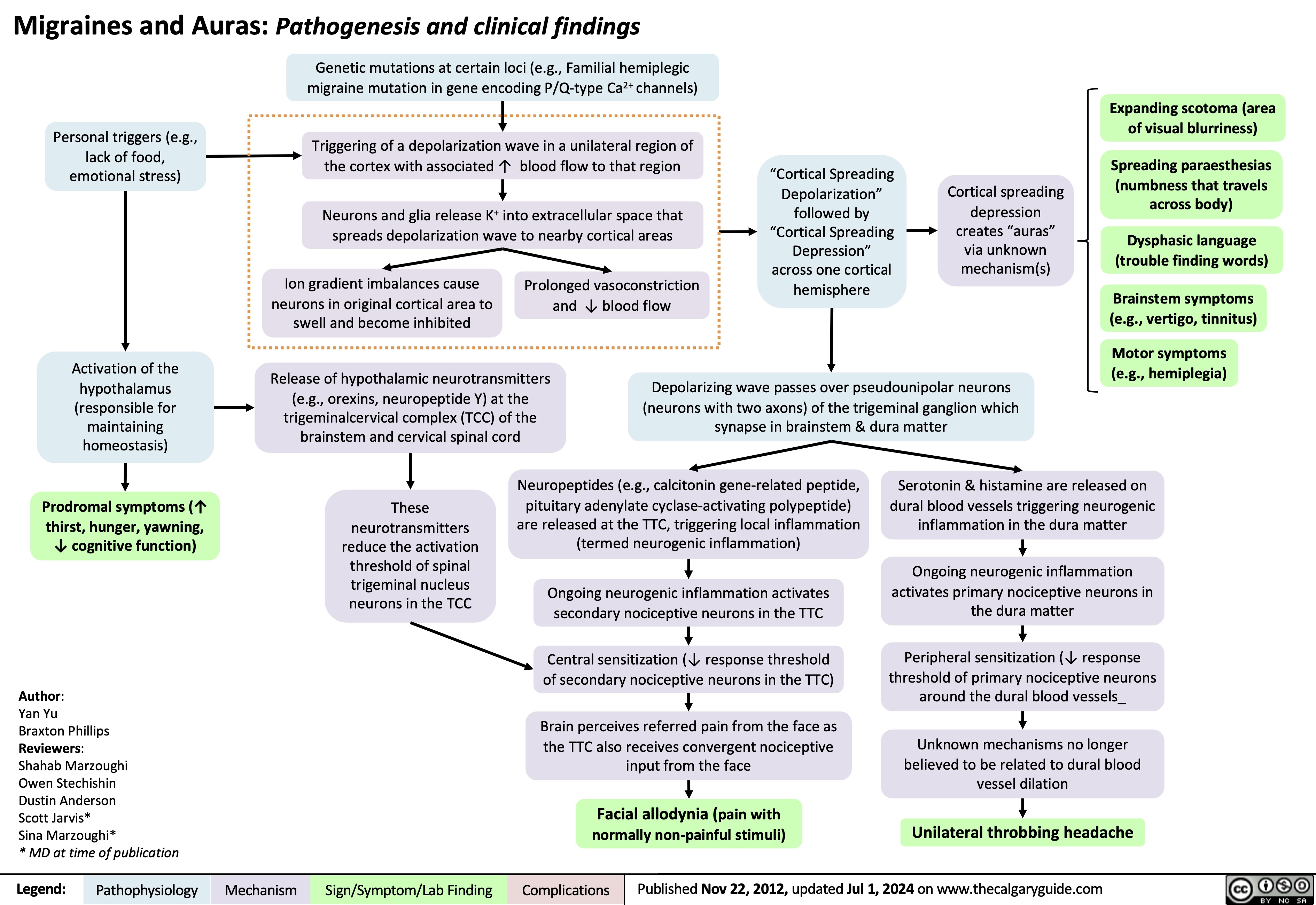 Migraines and Auras: Pathogenesis and clinical findings Genetic mutations at certain loci (e.g., Familial hemiplegic
 migraine mutation in gene encoding P/Q-type Ca2+ channels)
    Personal triggers (e.g., lack of food, emotional stress)
“Cortical Spreading Depolarization” followed by “Cortical Spreading Depression” across one cortical hemisphere
Cortical spreading depression
creates “auras” via unknown mechanism(s)
Expanding scotoma (area of visual blurriness)
Spreading paraesthesias (numbness that travels across body)
Dysphasic language (trouble finding words)
Brainstem symptoms (e.g., vertigo, tinnitus)
Motor symptoms (e.g., hemiplegia)
 Triggering of a depolarization wave in a unilateral region of the cortex with associated ↑ blood flow to that region
Neurons and glia release K+ into extracellular space that spreads depolarization wave to nearby cortical areas
Ion gradient imbalances cause Prolonged vasoconstriction neurons in original cortical area to and ↓ blood flow
swell and become inhibited
              Activation of the hypothalamus (responsible for maintaining homeostasis)
Prodromal symptoms (↑ thirst, hunger, yawning, ↓ cognitive function)
Author:
Yan Yu
Braxton Phillips
Reviewers:
Shahab Marzoughi
Owen Stechishin
Dustin Anderson
Scott Jarvis*
Sina Marzoughi*
* MD at time of publication
Release of hypothalamic neurotransmitters (e.g., orexins, neuropeptide Y) at the trigeminalcervical complex (TCC) of the brainstem and cervical spinal cord
Depolarizing wave passes over pseudounipolar neurons (neurons with two axons) of the trigeminal ganglion which synapse in brainstem & dura matter
       These neurotransmitters reduce the activation threshold of spinal trigeminal nucleus neurons in the TCC
Neuropeptides (e.g., calcitonin gene-related peptide, pituitary adenylate cyclase-activating polypeptide)
are released at the TTC, triggering local inflammation (termed neurogenic inflammation)
Ongoing neurogenic inflammation activates secondary nociceptive neurons in the TTC
Central sensitization (↓ response threshold of secondary nociceptive neurons in the TTC)
Brain perceives referred pain from the face as the TTC also receives convergent nociceptive input from the face
Facial allodynia (pain with normally non-painful stimuli)
Serotonin & histamine are released on dural blood vessels triggering neurogenic inflammation in the dura matter
Ongoing neurogenic inflammation activates primary nociceptive neurons in the dura matter
Peripheral sensitization (↓ response threshold of primary nociceptive neurons around the dural blood vessels_
Unknown mechanisms no longer believed to be related to dural blood vessel dilation
Unilateral throbbing headache
          Legend:
 Pathophysiology
 Mechanism
 Sign/Symptom/Lab Finding
 Complications
 Published Nov 22, 2012, updated Jul 1, 2024 on www.thecalgaryguide.com
 