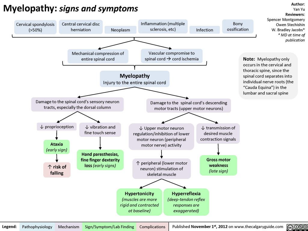 Myelopathy Calgary Guide