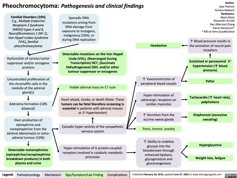 Pheochromocytoma: Pathogenesis and Clinical Findings | Calgary Guide