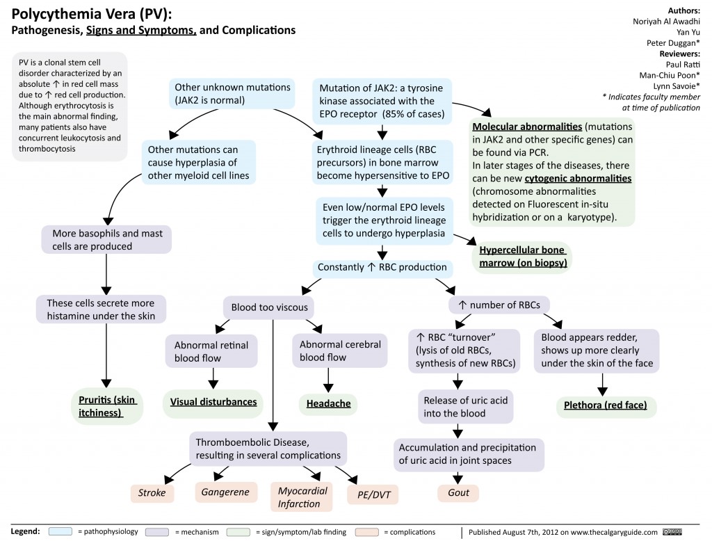 Polycythemia Vera (PV) | Calgary Guide