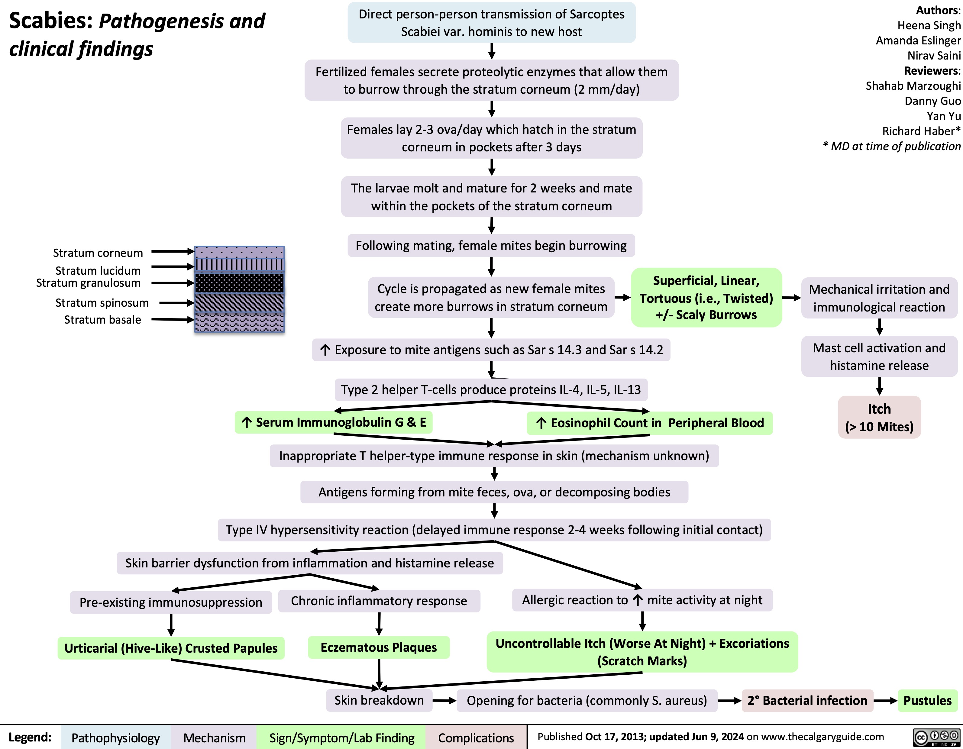  Scabies: Pathogenesis and clinical findings
Direct person-person transmission of Sarcoptes Scabiei var. hominis to new host
Fertilized females secrete proteolytic enzymes that allow them to burrow through the stratum corneum (2 mm/day)
Authors: Heena Singh Amanda Eslinger Nirav Saini Reviewers: Shahab Marzoughi Danny Guo Yan Yu Richard Haber* * MD at time of publication
Mechanical irritation and immunological reaction
Mast cell activation and histamine release
Itch
(> 10 Mites)
     Stratum corneum
Stratum lucidum Stratum granulosum
Stratum spinosum Stratum basale
Females lay 2-3 ova/day which hatch in the stratum corneum in pockets after 3 days
The larvae molt and mature for 2 weeks and mate within the pockets of the stratum corneum
Following mating, female mites begin burrowing
Cycle is propagated as new female mites create more burrows in stratum corneum
Superficial, Linear, Tortuous (i.e., Twisted) +/- Scaly Burrows
         ↑ Exposure to mite antigens such as Sar s 14.3 and Sar s 14.2
Type 2 helper T-cells produce proteins IL-4, IL-5, IL-13
↑ Serum Immunoglobulin G & E ↑ Eosinophil Count in Peripheral Blood Inappropriate T helper-type immune response in skin (mechanism unknown)
Antigens forming from mite feces, ova, or decomposing bodies
Type IV hypersensitivity reaction (delayed immune response 2-4 weeks following initial contact)
            Skin barrier dysfunction from inflammation and histamine release
Pre-existing immunosuppression Chronic inflammatory response Allergic reaction to ↑ mite activity at night
     Uncontrollable Itch (Worse At Night) + Excoriations (Scratch Marks)
  Urticarial (Hive-Like) Crusted Papules Eczematous Plaques
Skin breakdown Opening for bacteria (commonly S. aureus) 2° Bacterial infection Pustules
       Legend:
 Pathophysiology
Mechanism
Sign/Symptom/Lab Finding
 Complications
 Published Oct 17, 2013; updated Jun 9, 2024 on www.thecalgaryguide.com
   