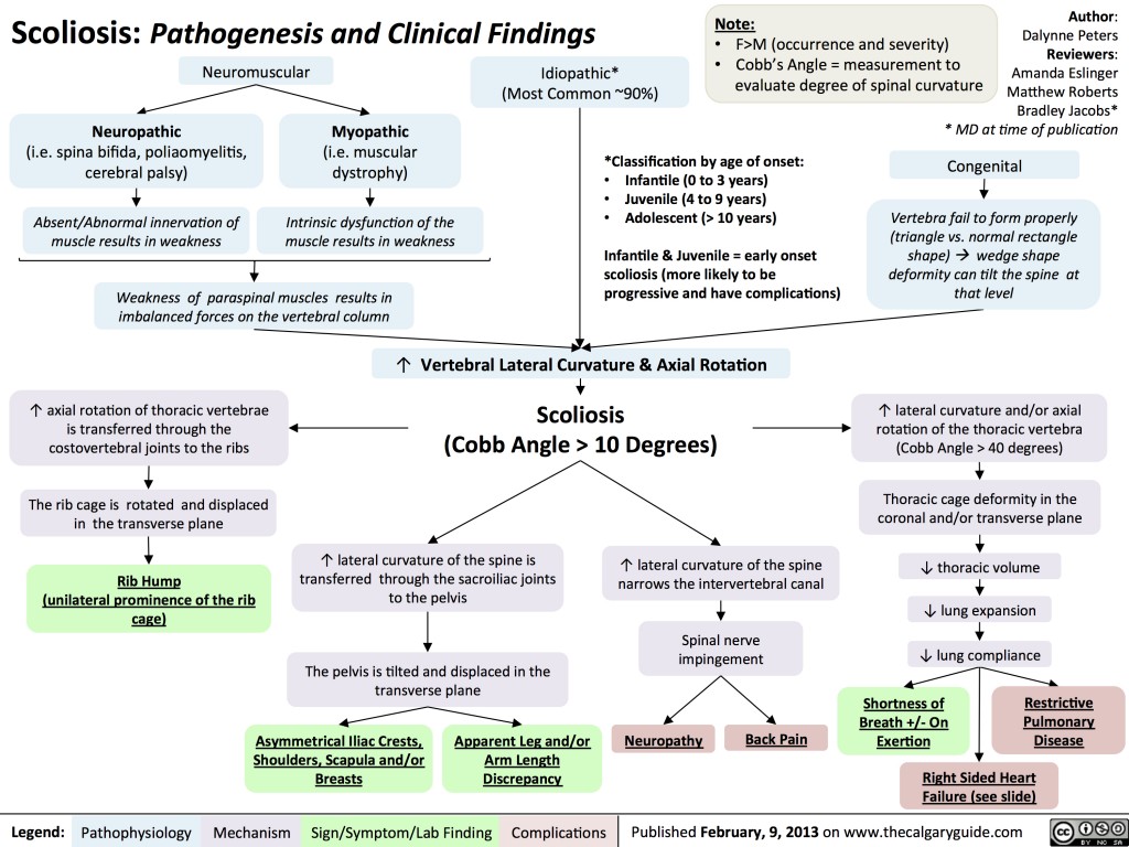 Scoliosis: Pathogenesis and clinical findings | Calgary Guide