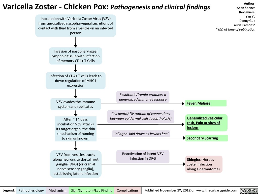 varicella-zoster-chicken-pox-calgary-guide