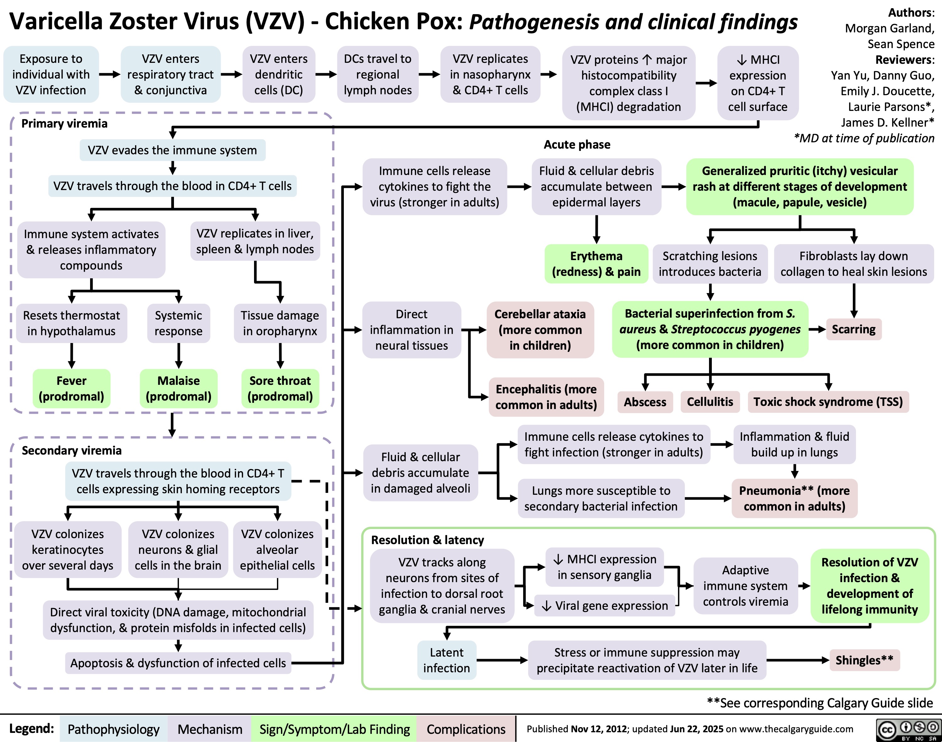 Varicella Zoster Virus (VZV) - Chicken Pox: Pathogenesis and clinical findings Exposure to
individual with
VZV infection
VZV enters
respiratory tract
& conjunctiva
VZV enters
dendritic
cells (DC)
DCs travel to
regional
lymph nodes
Primary viremia
Authors:
Morgan Garland,
Sean Spence
VZV replicates
VZV proteins ↑ major
↓ MHCI
Reviewers:
in nasopharynx
histocompatibility
expression
Yan Yu, Danny Guo,
& CD4+ T cells
complex class I
on CD4+ T
Emily J. Doucette,
(MHCI) degradation
cell surface
Laurie Parsons*,
James D. Kellner*
*MD at time of publication
Acute phase
VZV evades the immune system
VZV travels through the blood in CD4+ T cells
Immune cells release
cytokines to fight the
virus (stronger in adults)
Fluid & cellular debris
accumulate between
epidermal layers
Generalized pruritic (itchy) vesicular
rash at different stages of development
(macule, papule, vesicle)
Immune system activates
& releases inflammatory
compounds
VZV replicates in liver,
spleen & lymph nodes
Erythema
(redness) & pain
Scratching lesions
introduces bacteria
Fibroblasts lay down
collagen to heal skin lesions
Resets thermostat
in hypothalamus
Systemic
response
Tissue damage
in oropharynx
Direct
inflammation in
neural tissues
Cerebellar ataxia
(more common
in children)
Bacterial superinfection from S.
aureus & Streptococcus pyogenes
(more common in children)
Scarring
Fever
(prodromal)
Malaise
(prodromal)
Sore throat
(prodromal)
Encephalitis (more
common in adults)
Abscess
Cellulitis
Toxic shock syndrome (TSS)
Secondary viremia
Immune cells release cytokines to
fight infection (stronger in adults)
Inflammation & fluid
build up in lungs
VZV travels through the blood in CD4+ T
cells expressing skin homing receptors
Fluid & cellular
debris accumulate
in damaged alveoli Lungs more susceptible to
secondary bacterial infection
Pneumonia** (more
common in adults)
VZV colonizes
keratinocytes
over several days
VZV colonizes
neurons & glial
cells in the brain
VZV colonizes
alveolar
epithelial cells
Resolution & latency
VZV tracks along
neurons from sites of
infection to dorsal root
ganglia & cranial nerves
↓ MHCI expression
in sensory ganglia
Adaptive
immune system
controls viremia
↓ Viral gene expression
Resolution of VZV
infection &
development of
lifelong immunity
Direct viral toxicity (DNA damage, mitochondrial
dysfunction, & protein misfolds in infected cells)
Apoptosis & dysfunction of infected cells
Latent
infection
Stress or immune suppression may
precipitate reactivation of VZV later in life Shingles**
**See corresponding Calgary Guide slide
Pathophysiology Mechanism
Published Nov 12, 2012; updated Jun 22, 2025 on www.thecalgaryguide.com
Legend: Sign/Symptom/Lab Finding Complications