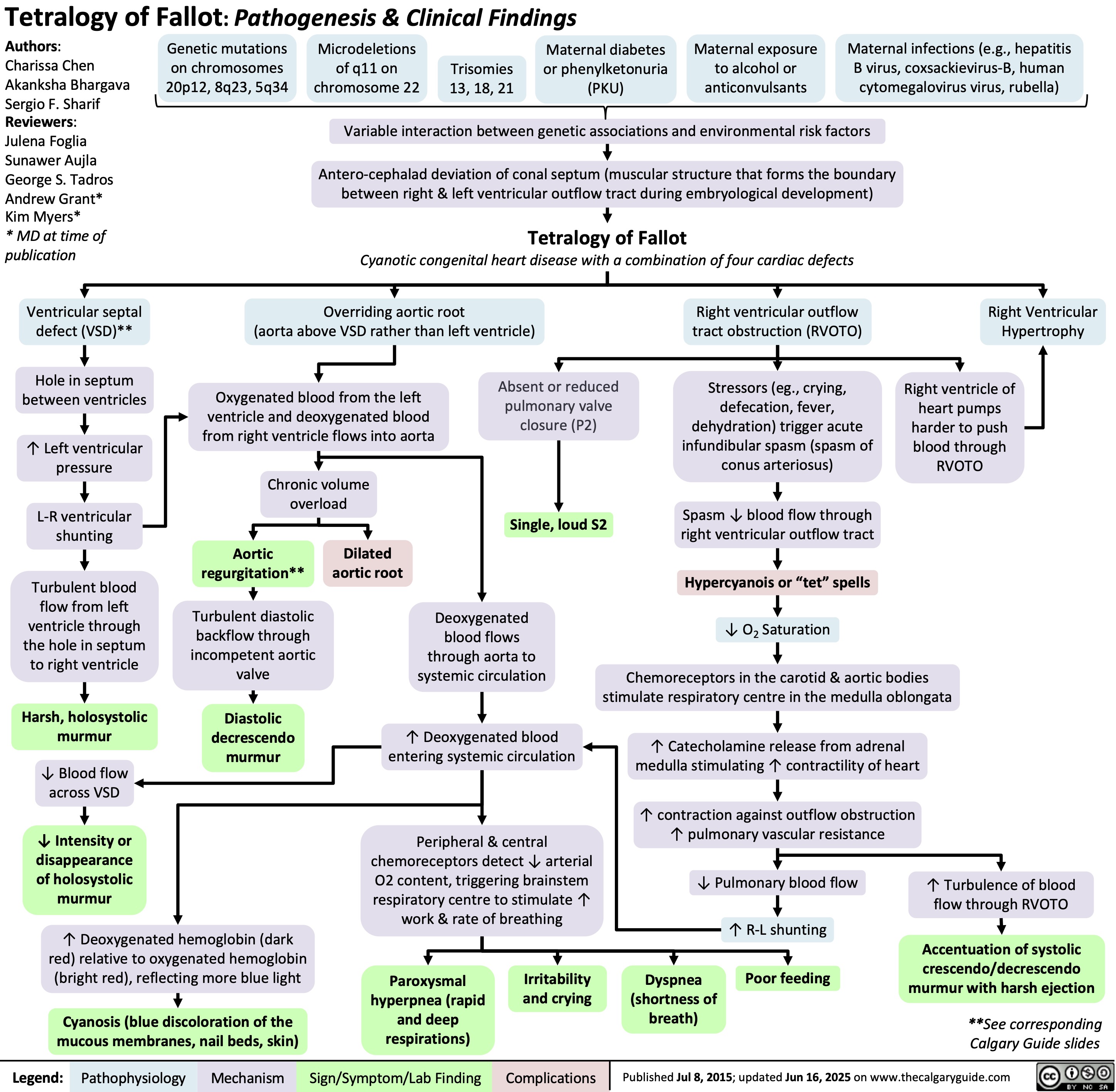 Tetralogy of Fallot: Pathogenesis & Clinical Findings
Authors:
Genetic mutations
Microdeletions
Charissa Chen
on chromosomes
of q11 on
Trisomies
Akanksha Bhargava
20p12, 8q23, 5q34
chromosome 22
13, 18, 21
Sergio F. Sharif
Reviewers:
Julena Foglia
Sunawer Aujla
George S. Tadros
Andrew Grant*
Kim Myers*
* MD at time of
publication
Maternal diabetes
or phenylketonuria
(PKU)
Maternal exposure
to alcohol or
anticonvulsants
Maternal infections (e.g., hepatitis
B virus, coxsackievirus-B, human
cytomegalovirus virus, rubella)
Variable interaction between genetic associations and environmental risk factors
Antero-cephalad deviation of conal septum (muscular structure that forms the boundary
between right & left ventricular outflow tract during embryological development)
Tetralogy of Fallot
Cyanotic congenital heart disease with a combination of four cardiac defects
Ventricular septal
defect (VSD)**
Overriding aortic root
(aorta above VSD rather than left ventricle)
Right ventricular outflow
tract obstruction (RVOTO)
Right Ventricular
Hypertrophy
Hole in septum
Absent or reduced
Stressors (eg., crying,
between ventricles Right ventricle of
Oxygenated blood from the left
pulmonary valve
defecation, fever,
heart pumps
ventricle and deoxygenated blood
closure (P2)
dehydration) trigger acute
harder to push
from right ventricle flows into aorta
↑ Left ventricular
pressure
infundibular spasm (spasm of
blood through
conus arteriosus)
RVOTO
Chronic volume
overload
L-R ventricular
shunting
Single, loud S2
Spasm ↓ blood flow through
right ventricular outflow tract
Aortic
Dilated
aortic root
regurgitation** Hypercyanois or “tet” spells
Turbulent blood
flow from left
ventricle through
the hole in septum
to right ventricle
Turbulent diastolic
backflow through
incompetent aortic
valve
Deoxygenated
blood flows
through aorta to
systemic circulation
↓ O2 Saturation
Chemoreceptors in the carotid & aortic bodies
stimulate respiratory centre in the medulla oblongata
Harsh, holosystolic
murmur
Diastolic
decrescendo
murmur
↑ Deoxygenated blood
entering systemic circulation
↑ Catecholamine release from adrenal
medulla stimulating ↑ contractility of heart
↓ Blood flow
across VSD
↑ contraction against outflow obstruction
↑ pulmonary vascular resistance
↓ Intensity or
disappearance
of holosystolic
murmur
Peripheral & central
chemoreceptors detect ↓ arterial
O2 content, triggering brainstem
respiratory centre to stimulate ↑
work & rate of breathing
↓ Pulmonary blood flow
↑ Turbulence of blood
flow through RVOTO
↑ R-L shunting
↑ Deoxygenated hemoglobin (dark
red) relative to oxygenated hemoglobin
(bright red), reflecting more blue light
Cyanosis (blue discoloration of the
mucous membranes, nail beds, skin)
Paroxysmal
hyperpnea (rapid
and deep
respirations)
Irritability
and crying
Dyspnea
(shortness of
breath)
Poor feeding
Accentuation of systolic
crescendo/decrescendo
murmur with harsh ejection
**See corresponding
Calgary Guide slides
Legend: Mechanism
Published Jul 8, 2015; updated Jun 16, 2025 on www.thecalgaryguide.com
Pathophysiology Sign/Symptom/Lab Finding Complications