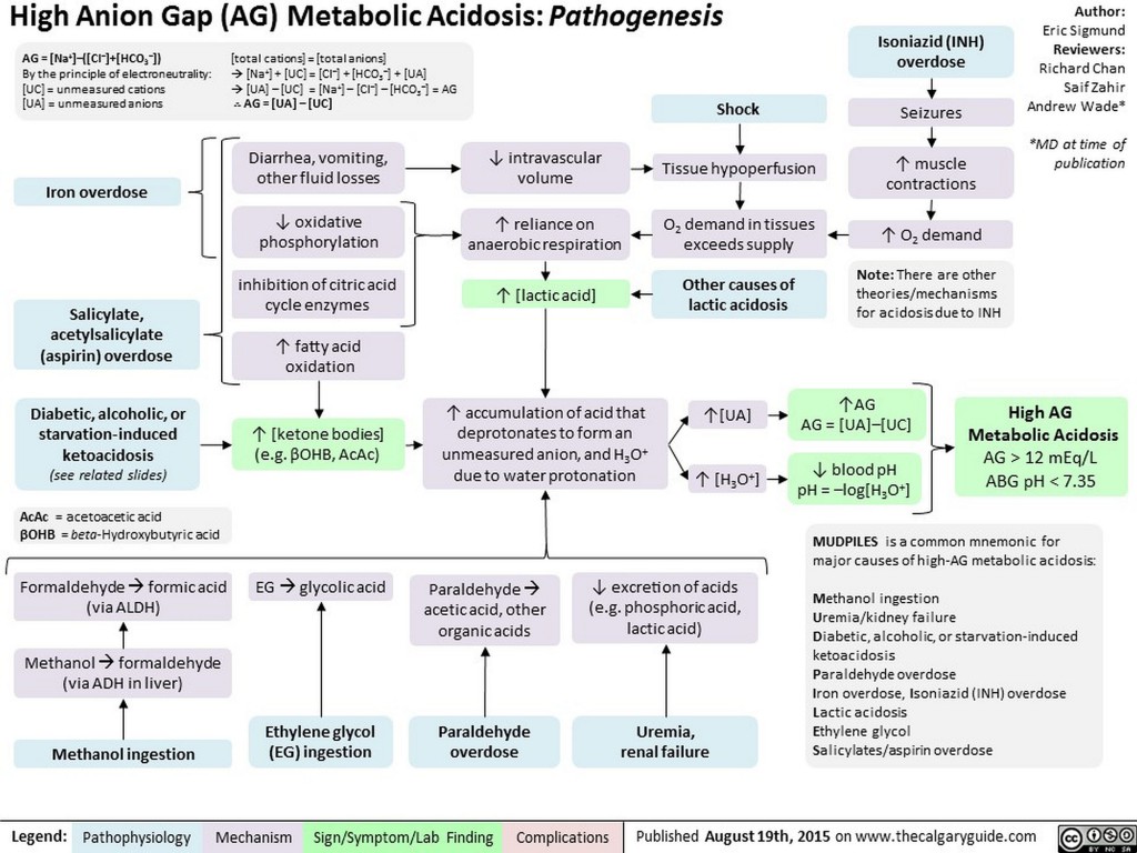 High Anion Gap Metabolic Acidosis: Pathogenesis | Calgary Guide