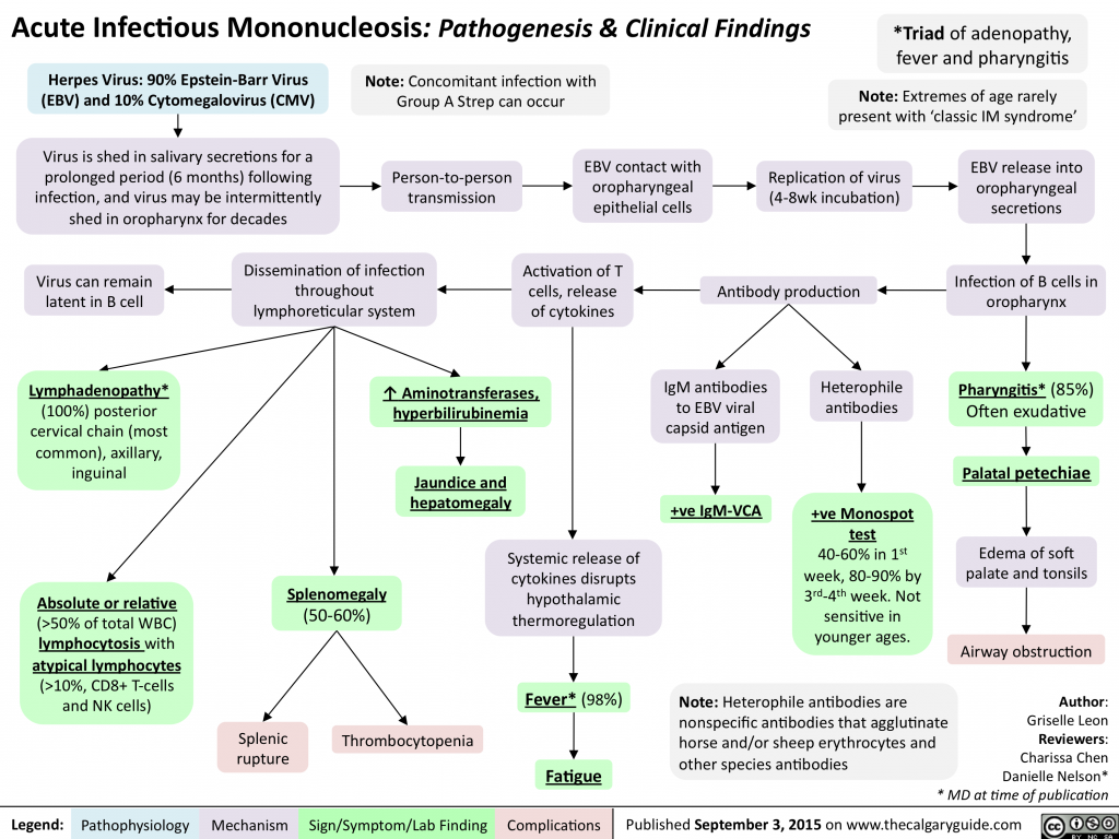 Acute Infectious Mononucleosis: Pathogenesis and clinical findings ...