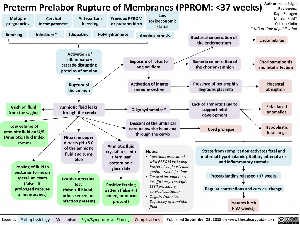 Preterm Prelabor Rupture Of Membranes Pprom Pathogenesis And | Free ...