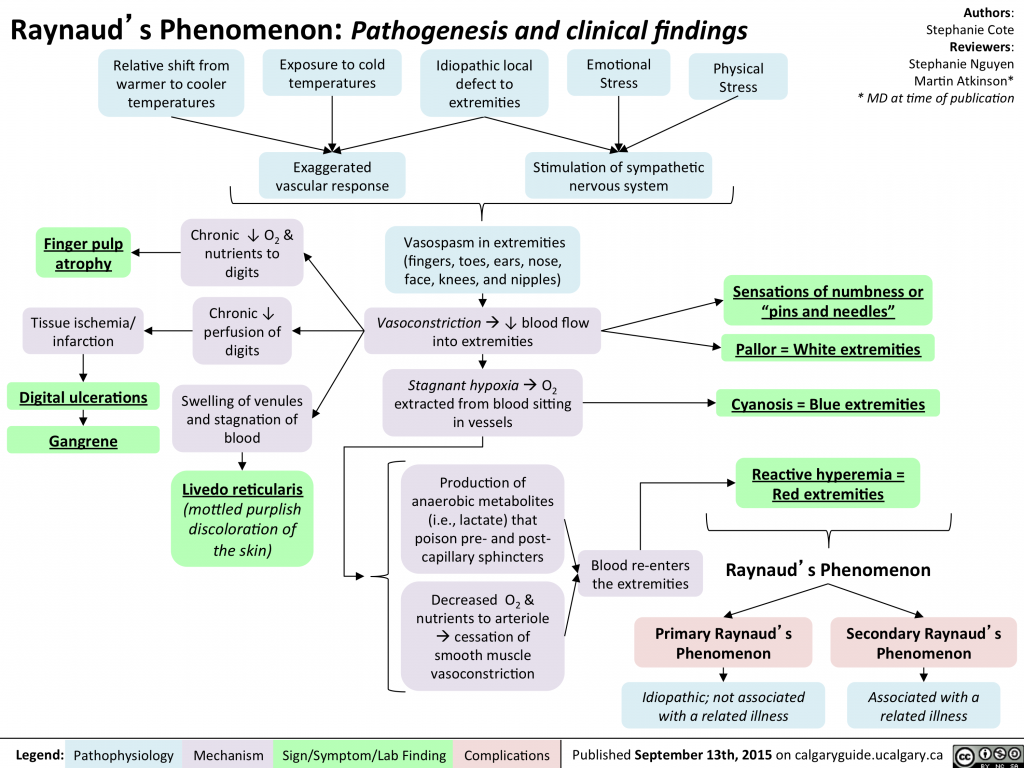 Raynaud’s Phenomenon: Pathogenesis and clinical findings | Calgary Guide