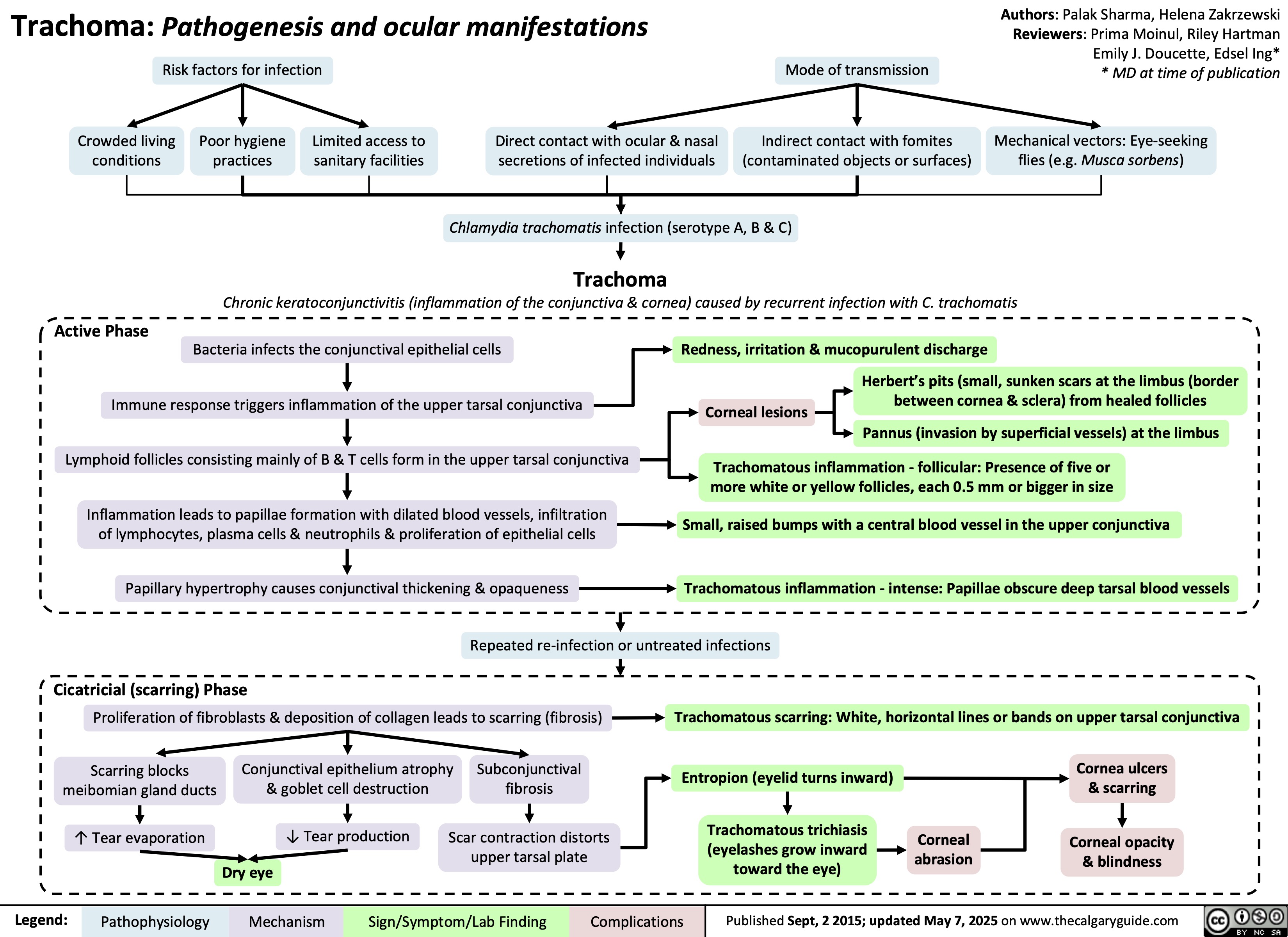 Trachoma: Pathogenesis and ocular manifestations
Risk factors for infection Mode of transmission
Authors: Palak Sharma, Helena Zakrzewski
Reviewers: Prima Moinul, Riley Hartman
Emily J. Doucette, Edsel Ing*
* MD at time of publication
Crowded living
conditions
Poor hygiene
practices
Limited access to
sanitary facilities
Direct contact with ocular & nasal
secretions of infected individuals
Indirect contact with fomites
(contaminated objects or surfaces)
Mechanical vectors: Eye-seeking
flies (e.g. Musca sorbens)
Chlamydia trachomatis infection (serotype A, B & C)
Trachoma
Chronic keratoconjunctivitis (inflammation of the conjunctiva & cornea) caused by recurrent infection with C. trachomatis
Active Phase
Bacteria infects the conjunctival epithelial cells
Redness, irritation & mucopurulent discharge
Immune response triggers inflammation of the upper tarsal conjunctiva
Herbert’s pits (small, sunken scars at the limbus (border
between cornea & sclera) from healed follicles
Corneal lesions
Pannus (invasion by superficial vessels) at the limbus
Lymphoid follicles consisting mainly of B & T cells form in the upper tarsal conjunctiva
Trachomatous inflammation - follicular: Presence of five or
more white or yellow follicles, each 0.5 mm or bigger in size
Inflammation leads to papillae formation with dilated blood vessels, infiltration
of lymphocytes, plasma cells & neutrophils & proliferation of epithelial cells
Small, raised bumps with a central blood vessel in the upper conjunctiva
Papillary hypertrophy causes conjunctival thickening & opaqueness Trachomatous inflammation - intense: Papillae obscure deep tarsal blood vessels
Repeated re-infection or untreated infections
Cicatricial (scarring) Phase
Proliferation of fibroblasts & deposition of collagen leads to scarring (fibrosis)
Trachomatous scarring: White, horizontal lines or bands on upper tarsal conjunctiva
Scarring blocks
meibomian gland ducts
Conjunctival epithelium atrophy
& goblet cell destruction Subconjunctival
fibrosis
Entropion (eyelid turns inward)
Cornea ulcers
& scarring
↑ Tear evaporation
↓ Tear production
Scar contraction distorts
upper tarsal plate
Dry eye
Trachomatous trichiasis
(eyelashes grow inward
toward the eye)
Corneal
abrasion
Corneal opacity
& blindness
Published Sept, 2 2015; updated May 7, 2025 on www.thecalgaryguide.com
Legend: Pathophysiology Mechanism
Sign/Symptom/Lab Finding Complications