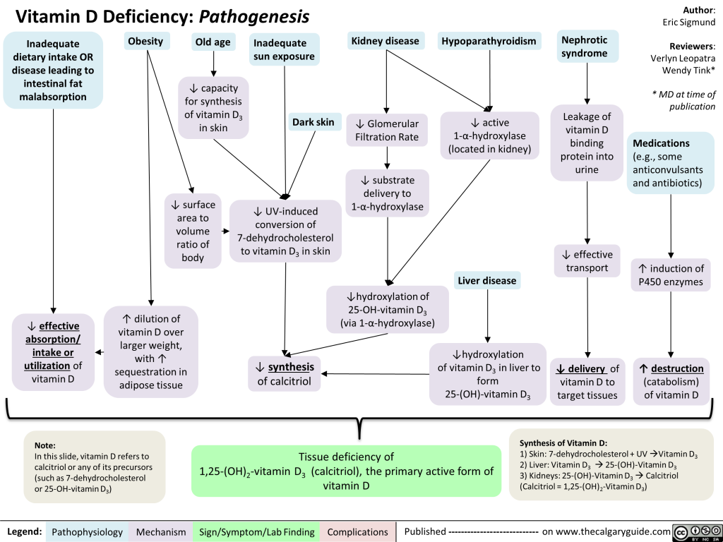 Vitamin D Deficiency: Pathogenesis | Calgary Guide