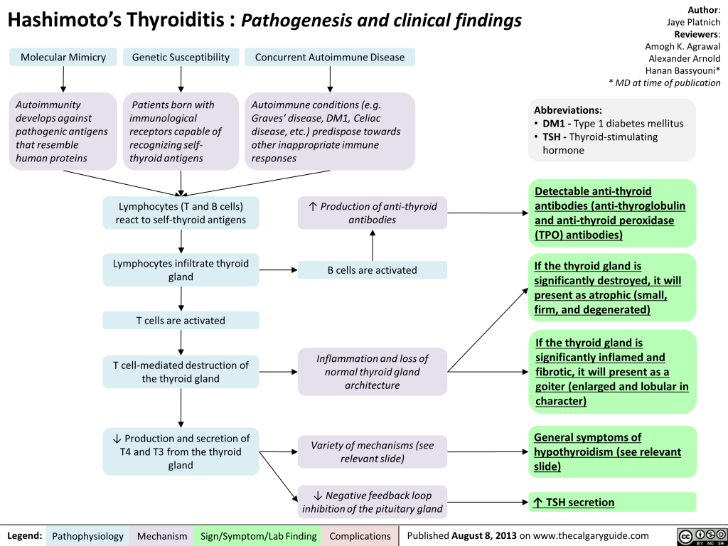 Hashimotos Thyroiditis Pathogenesis And Clinical Findings Calgary Guide ...