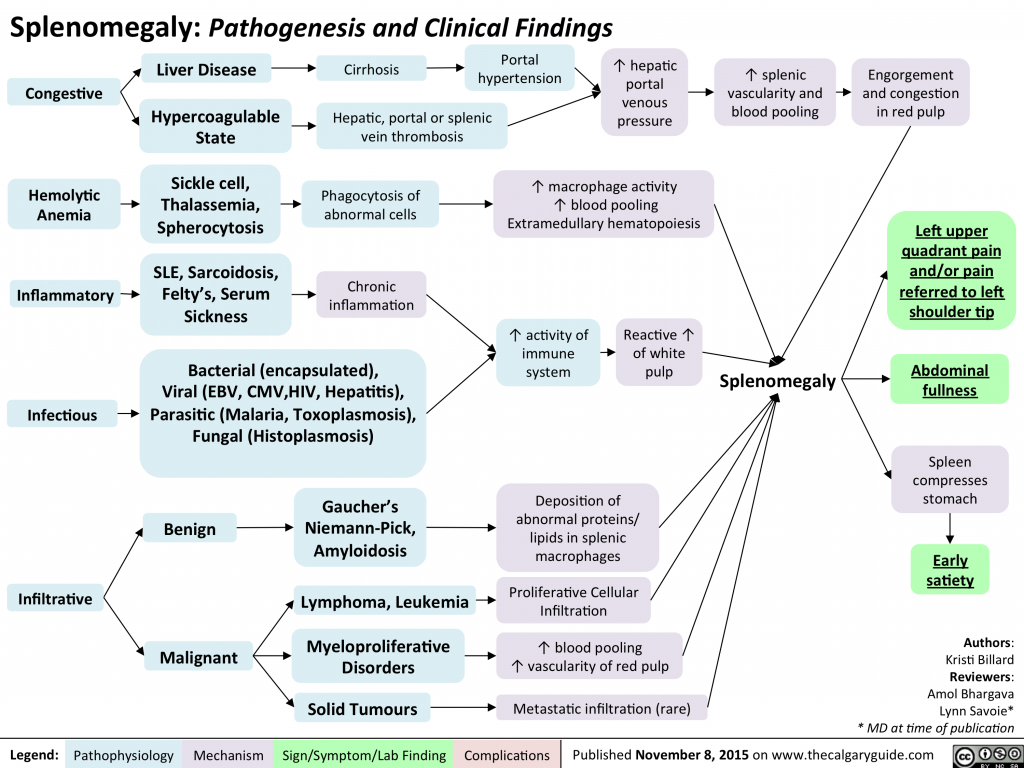 Splenomegaly: Pathogenesis and clinical findings | Calgary Guide