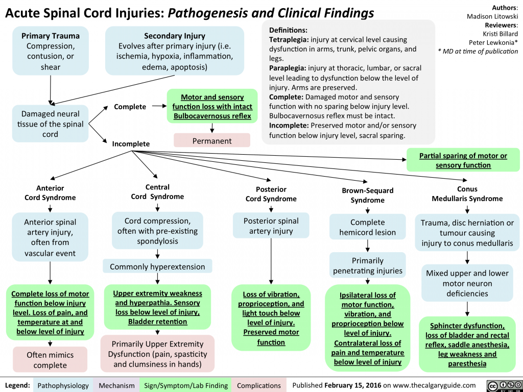 Acute Spinal Cord Injuries: Pathogenesis and clinical findings ...