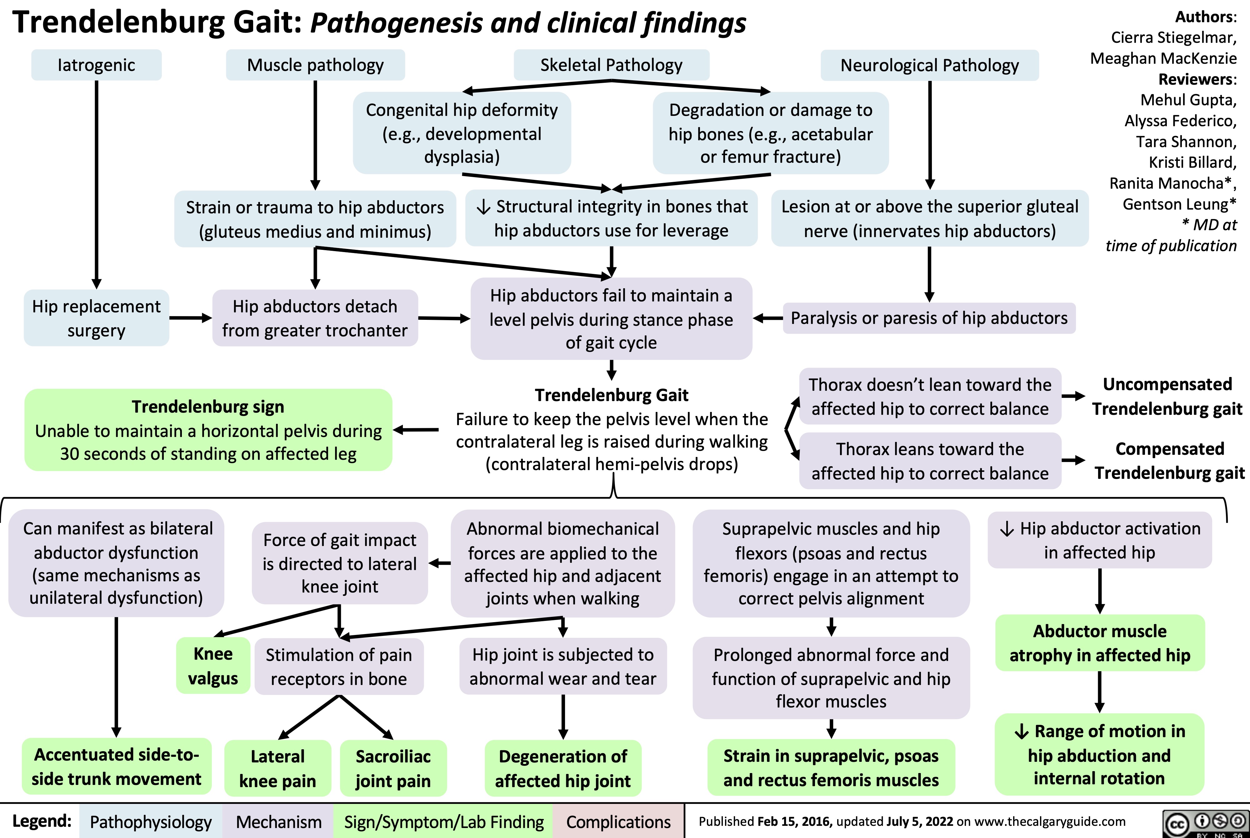 Trendelenburg Gait: Pathogenesis and clinical findings
Authors: Cierra Stiegelmar, Meaghan MacKenzie Reviewers: Mehul Gupta, Alyssa Federico, Tara Shannon, Kristi Billard, Ranita Manocha*, Gentson Leung* * MD at time of publication
Uncompensated Trendelenburg gait
Compensated Trendelenburg gait
    Iatrogenic
Muscle pathology Skeletal Pathology Neurological Pathology
       Congenital hip deformity (e.g., developmental dysplasia)
Degradation or damage to hip bones (e.g., acetabular or femur fracture)
          Hip replacement surgery
Strain or trauma to hip abductors (gluteus medius and minimus)
Hip abductors detach from greater trochanter
↓ Structural integrity in bones that hip abductors use for leverage
Hip abductors fail to maintain a level pelvis during stance phase of gait cycle
Trendelenburg Gait
Failure to keep the pelvis level when the contralateral leg is raised during walking (contralateral hemi-pelvis drops)
Lesion at or above the superior gluteal nerve (innervates hip abductors)
Paralysis or paresis of hip abductors
Thorax doesn’t lean toward the affected hip to correct balance
Thorax leans toward the affected hip to correct balance
   Trendelenburg sign
Unable to maintain a horizontal pelvis during 30 seconds of standing on affected leg
      Can manifest as bilateral abductor dysfunction
(same mechanisms as unilateral dysfunction)
Knee valgus
Accentuated side-to- side trunk movement
Force of gait impact is directed to lateral knee joint
Stimulation of pain receptors in bone
Lateral Sacroiliac knee pain joint pain
Abnormal biomechanical forces are applied to the
affected hip and adjacent joints when walking
Hip joint is subjected to abnormal wear and tear
Degeneration of affected hip joint
Suprapelvic muscles and hip flexors (psoas and rectus
femoris) engage in an attempt to correct pelvis alignment
Prolonged abnormal force and function of suprapelvic and hip flexor muscles
Strain in suprapelvic, psoas and rectus femoris muscles
↓ Hip abductor activation in affected hip
Abductor muscle atrophy in affected hip
↓ Range of motion in hip abduction and internal rotation
                    Legend:
 Pathophysiology
Mechanism
Sign/Symptom/Lab Finding
 Complications
 Published Feb 15, 2016, updated July 5, 2022 on www.thecalgaryguide.com
   