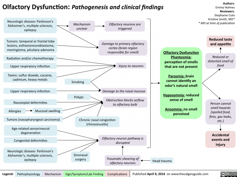 Olfactory Dysfunction: Pathogenesis and clinical findings | Calgary Guide