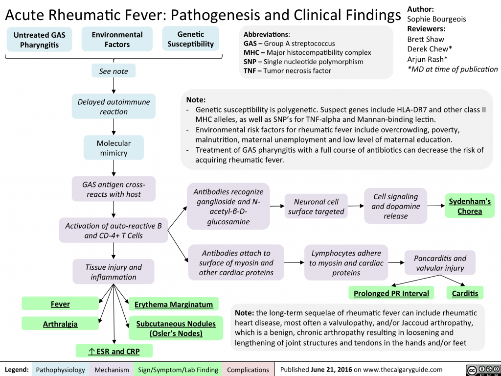 Acute Rheumatic Fever: Pathogenesis And Clinical Findings | Calgary Guide