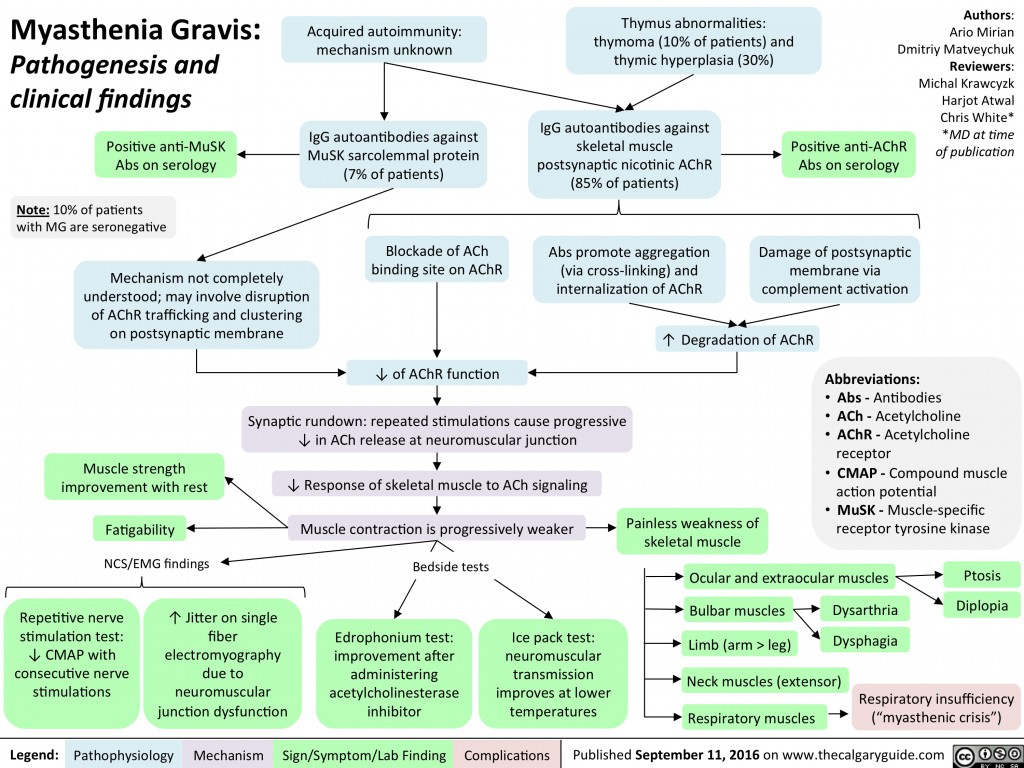 Myasthenia Gravis Pathogenesis And Clinical Findings Calgary Guide 0849