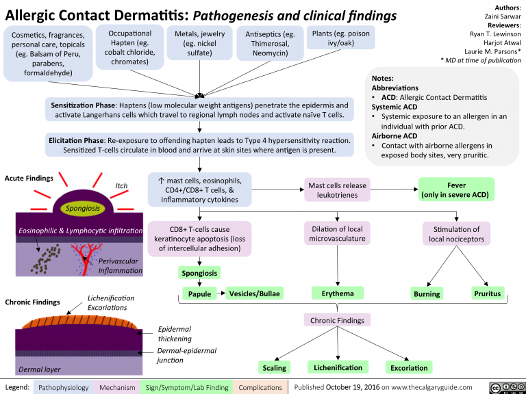 Allergic Contact Dermatitis Pathogenesis and Clinical Findings