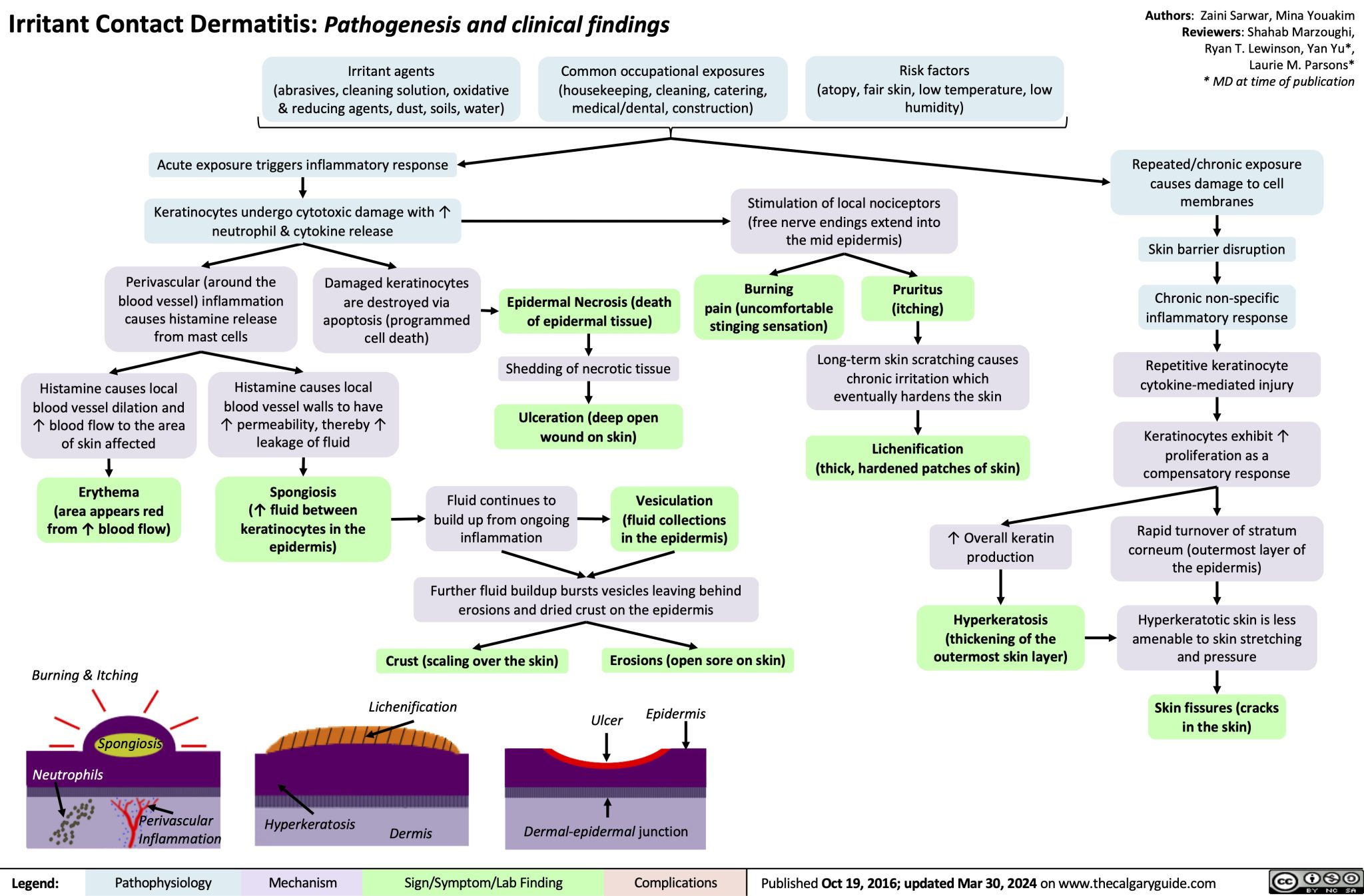 Irritant Contact Dermatitis Pathogenesis and Clinical Findings ...