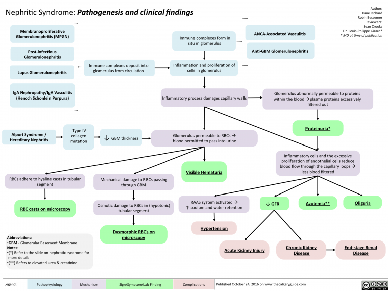 Nephritic Syndrome: Pathogenesis and clinical findings | Calgary Guide