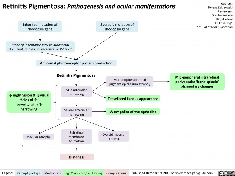 Retinitis Pigmentosa: Pathogenesis and Ocular Manifestations | Calgary ...