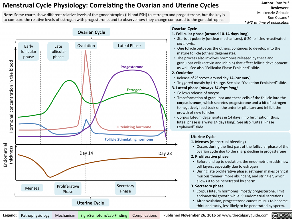 Menstrual Cycle Physiology Correlating The Ovarian And Uterine Cycles